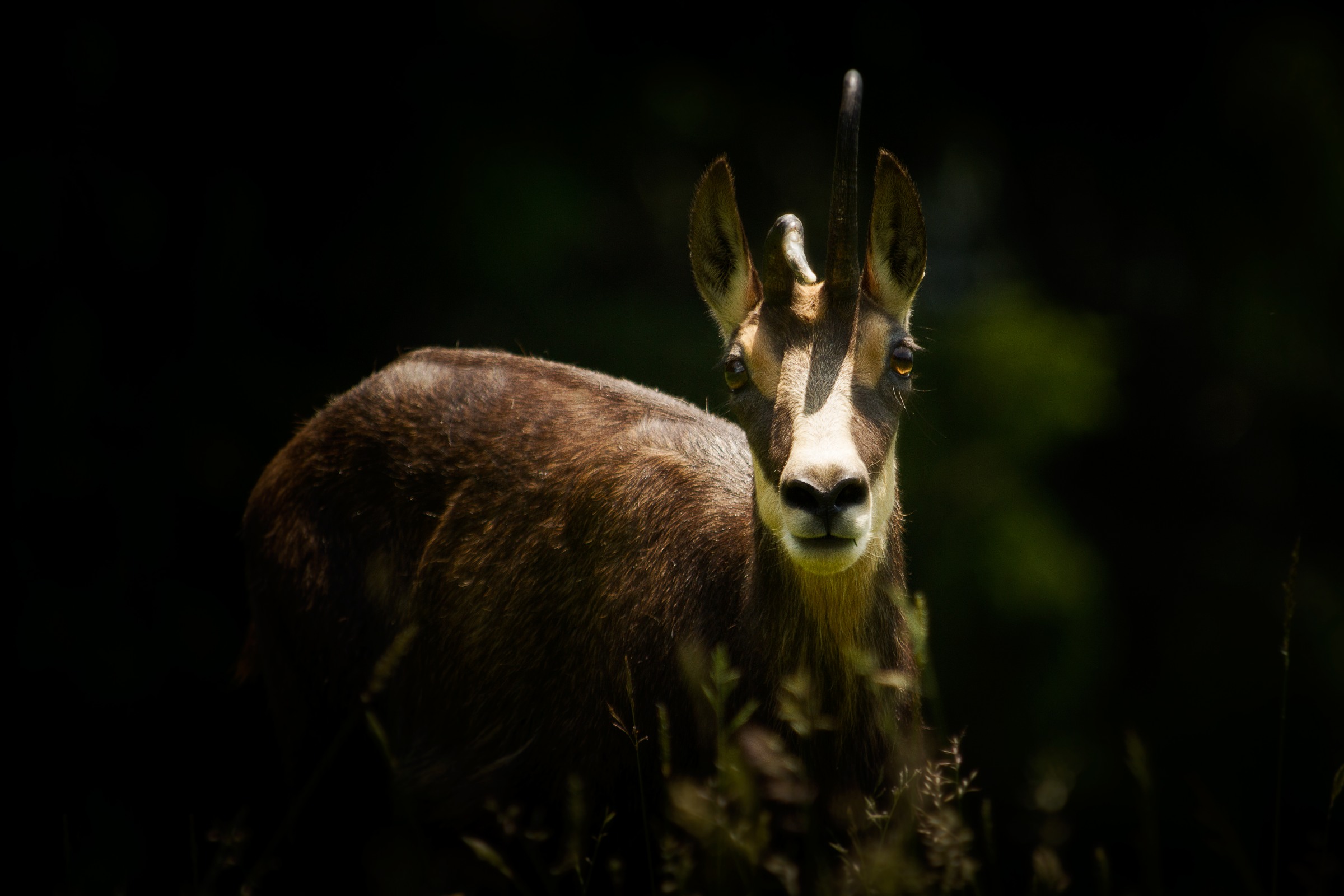 Chamois