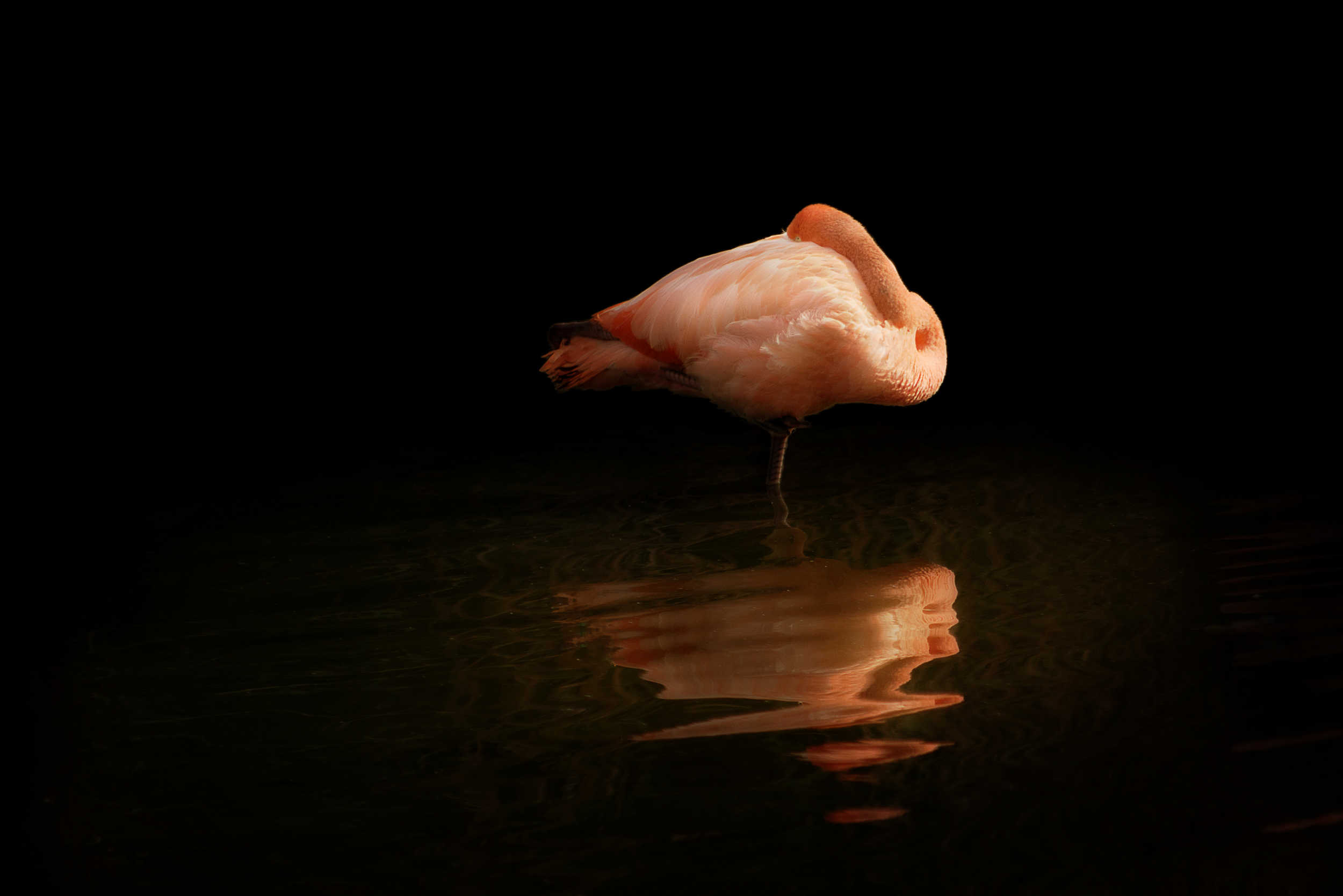 Flamant rose