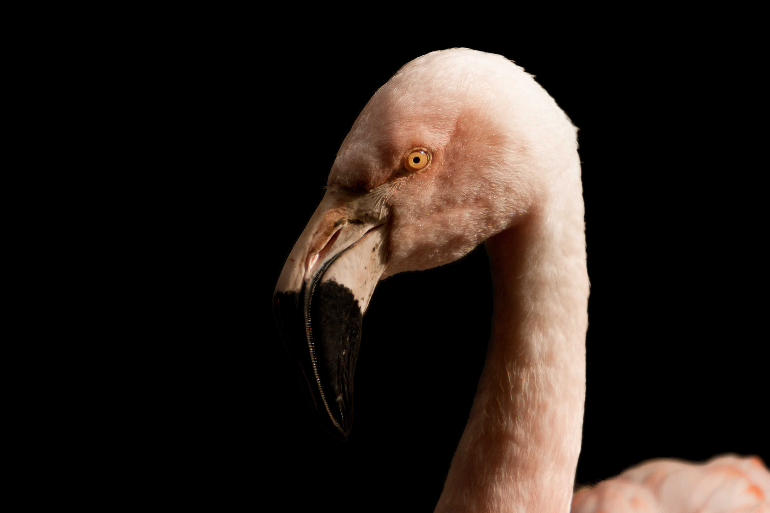 Flamant rose