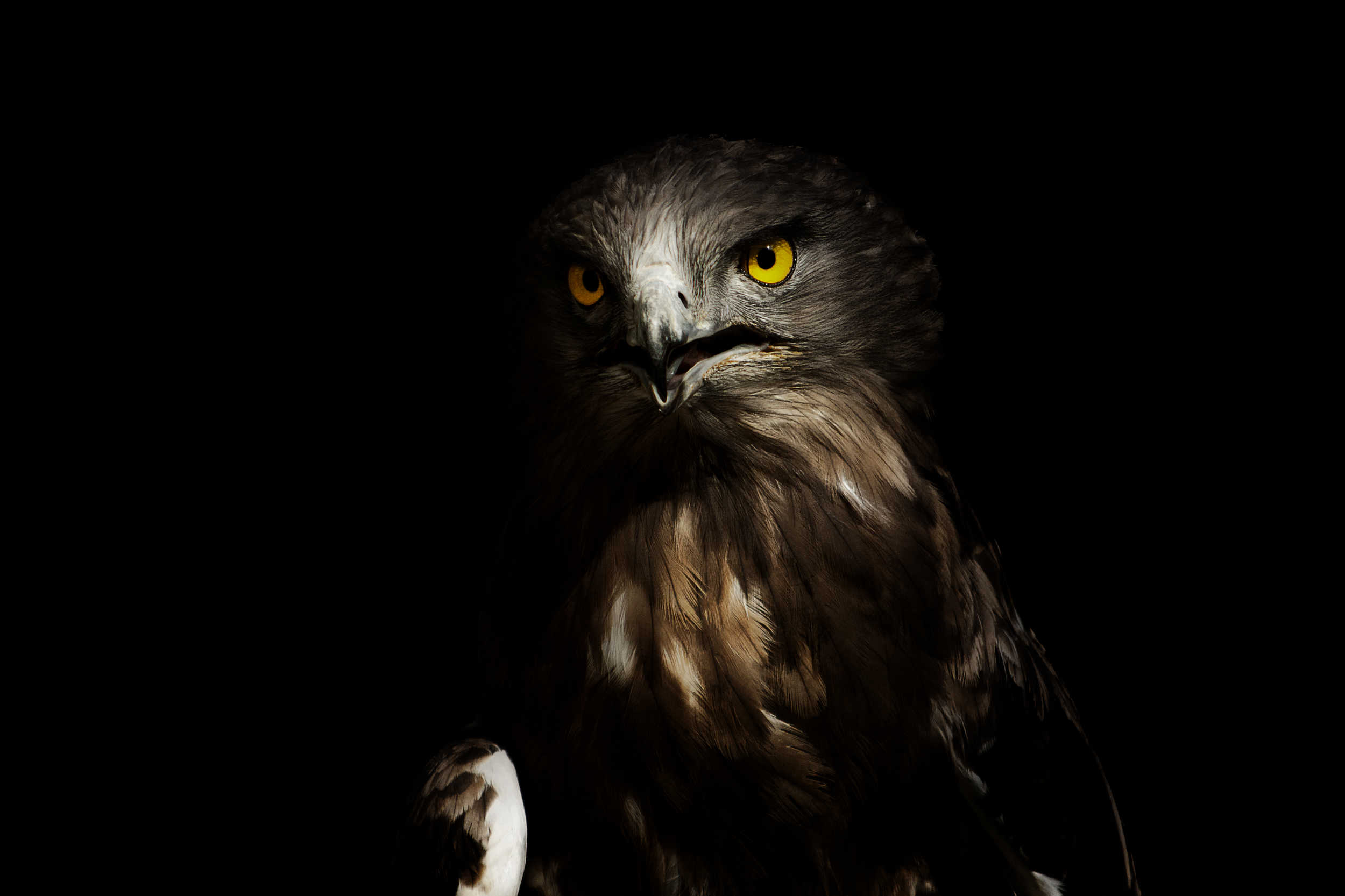 Circaète Jean-le-Blanc