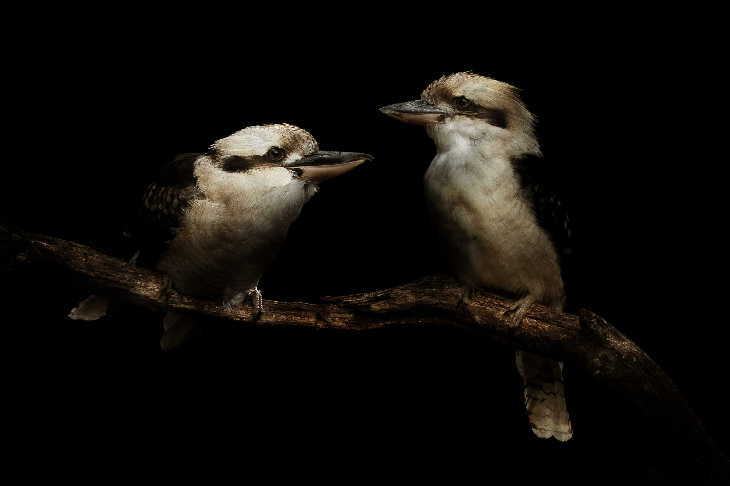 Martins-chasseurs géants