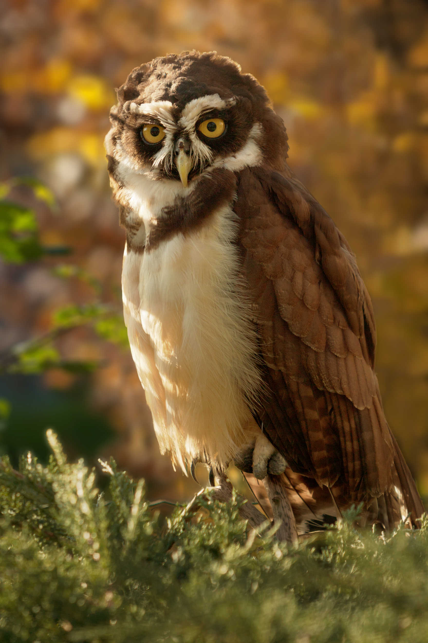 Chouette à lunettes