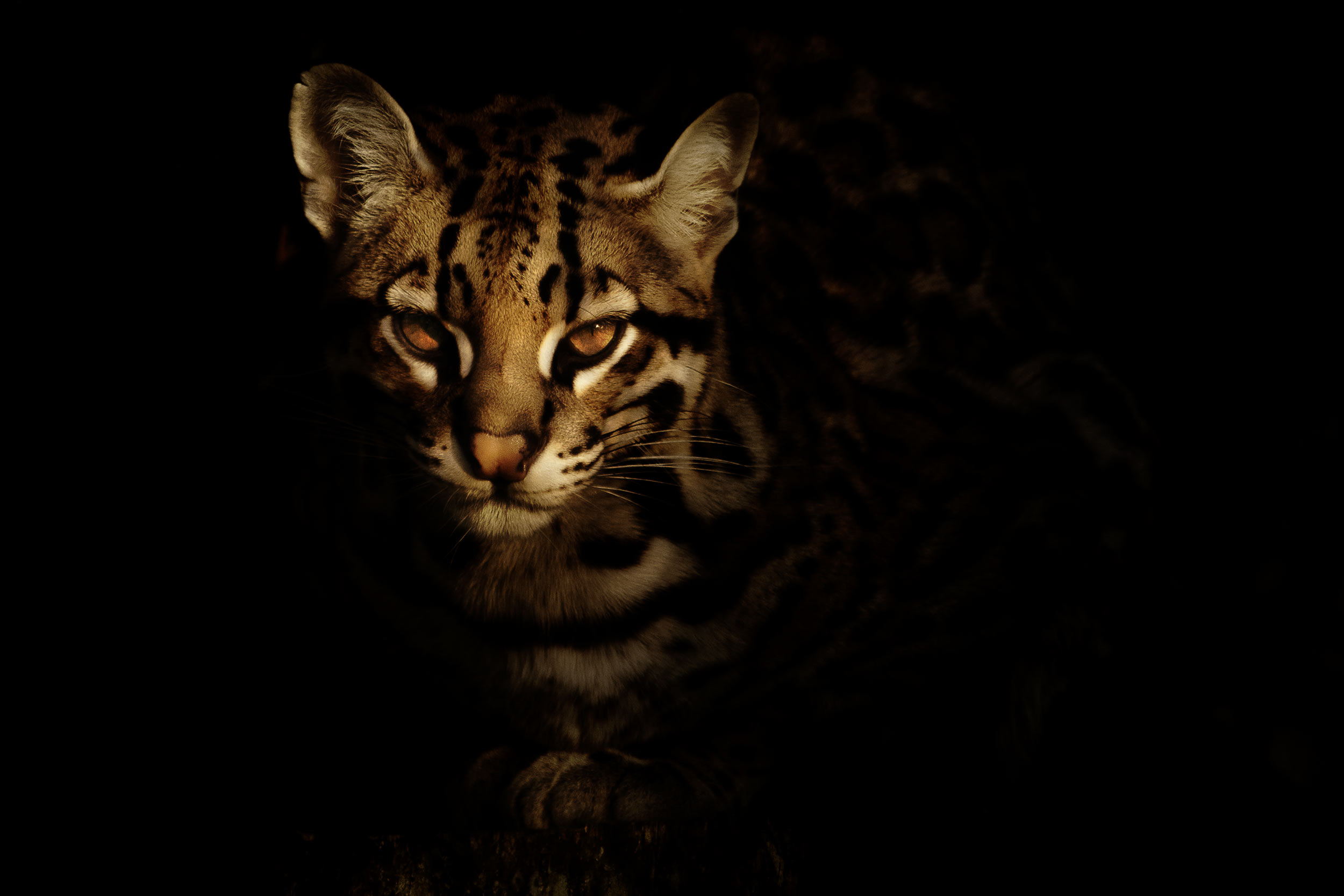 Ocelot