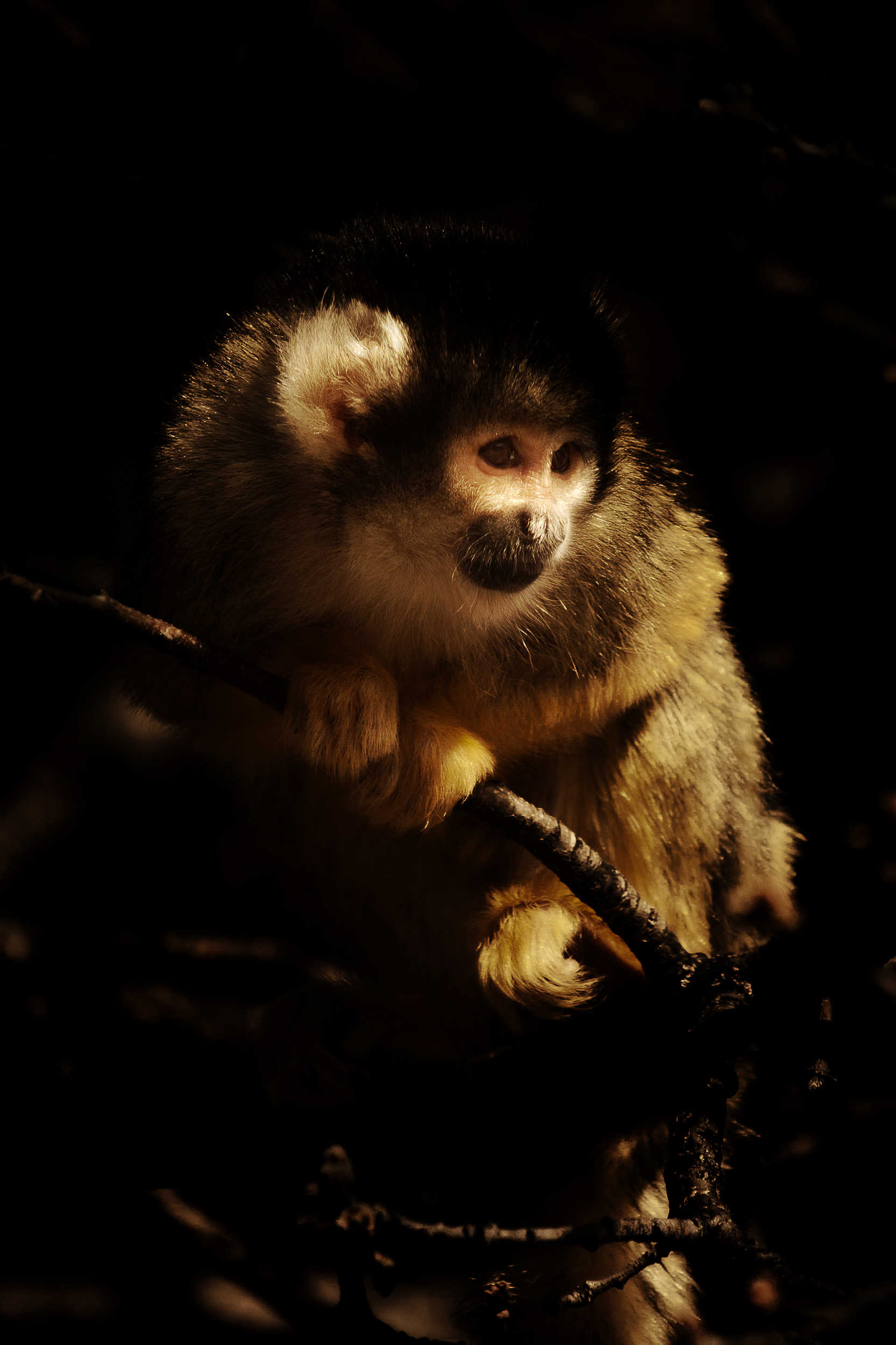 Saïmiri commun ou Singe-écureuil