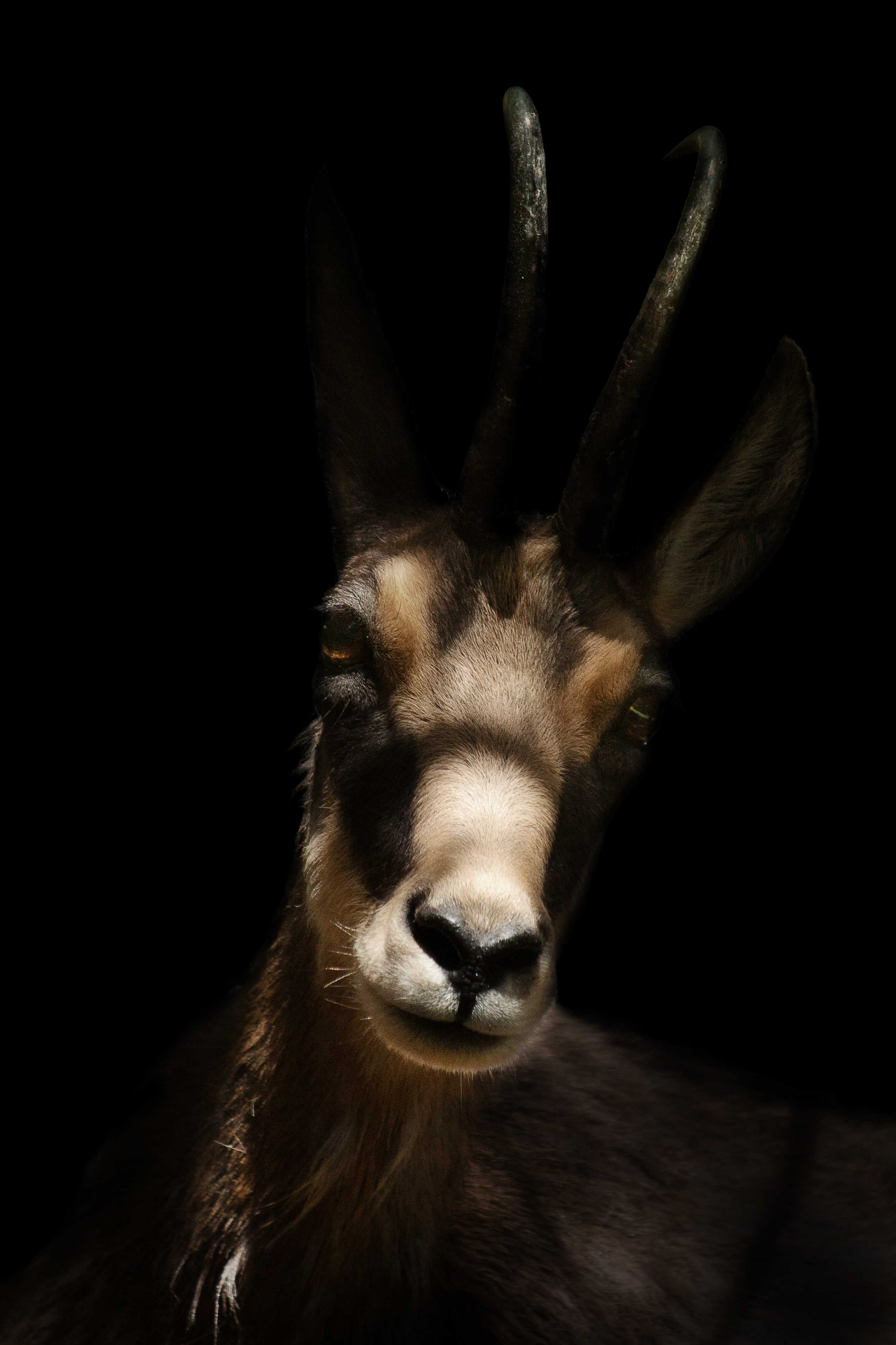 Chamois