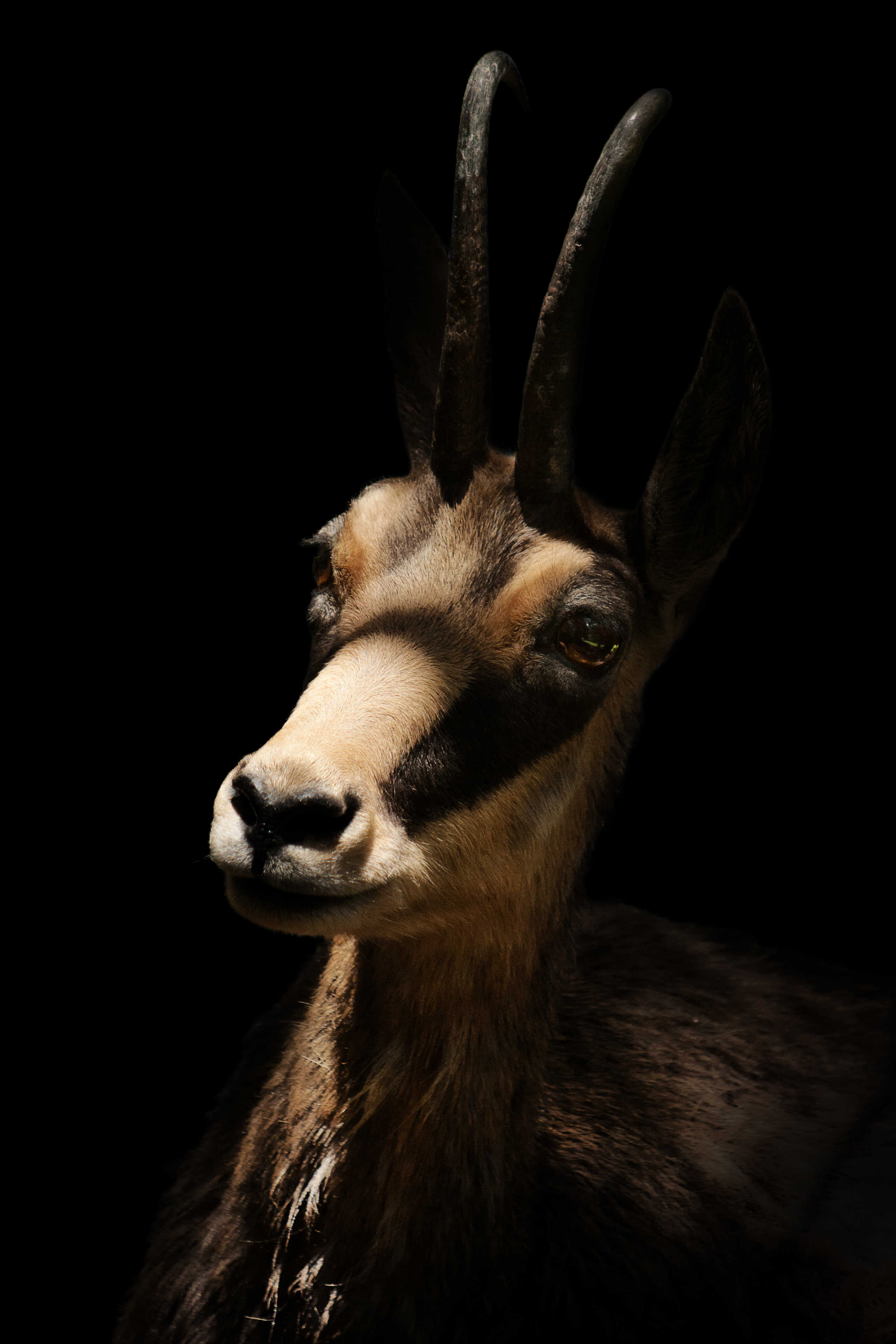 Chamois