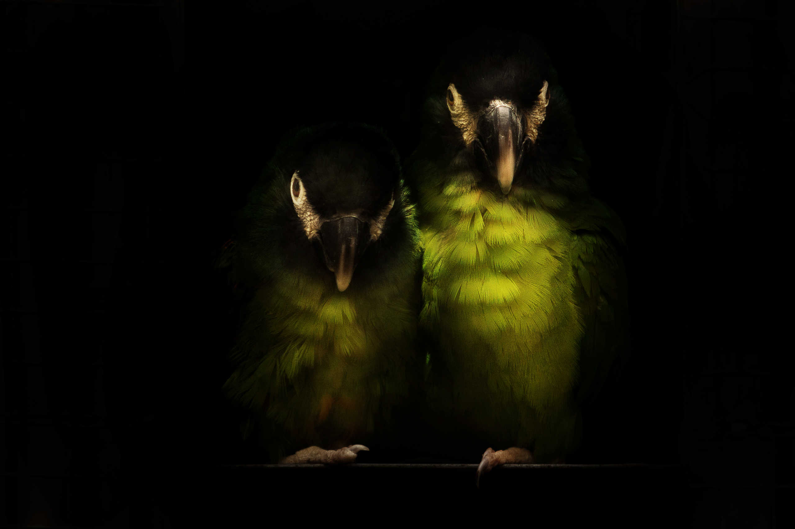 Aras à Collier d'Or