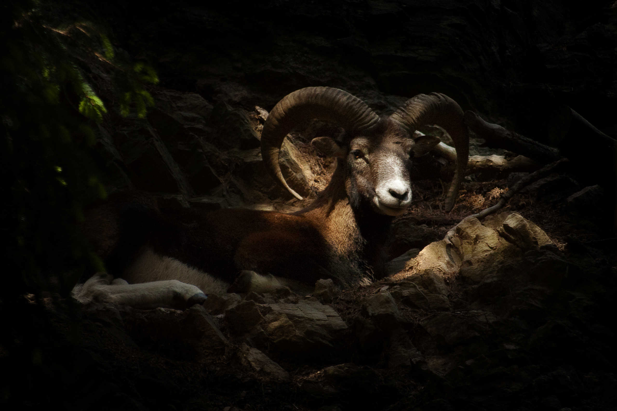 Mouflon des Alpes