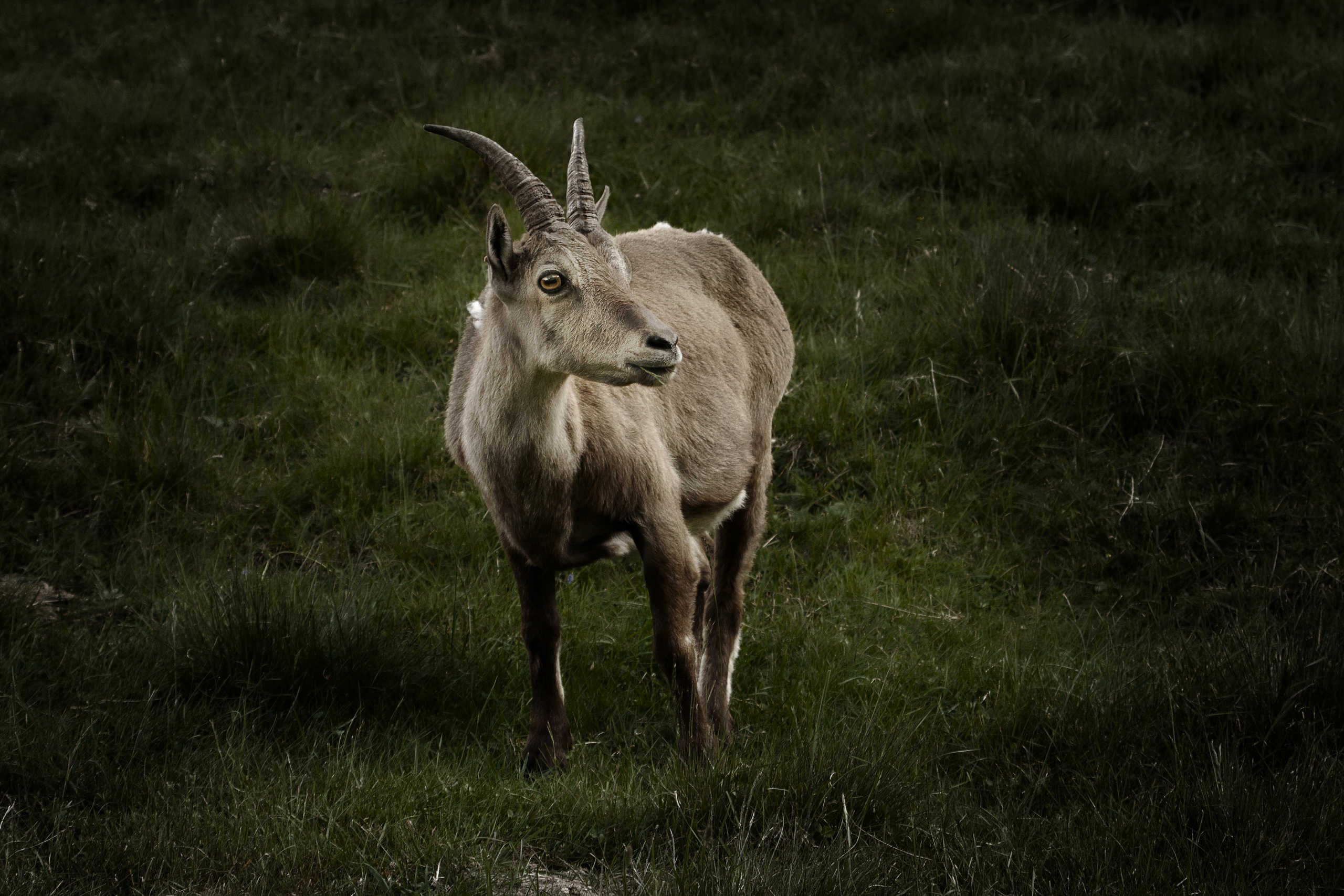 Étagne - Bouquetin femelle