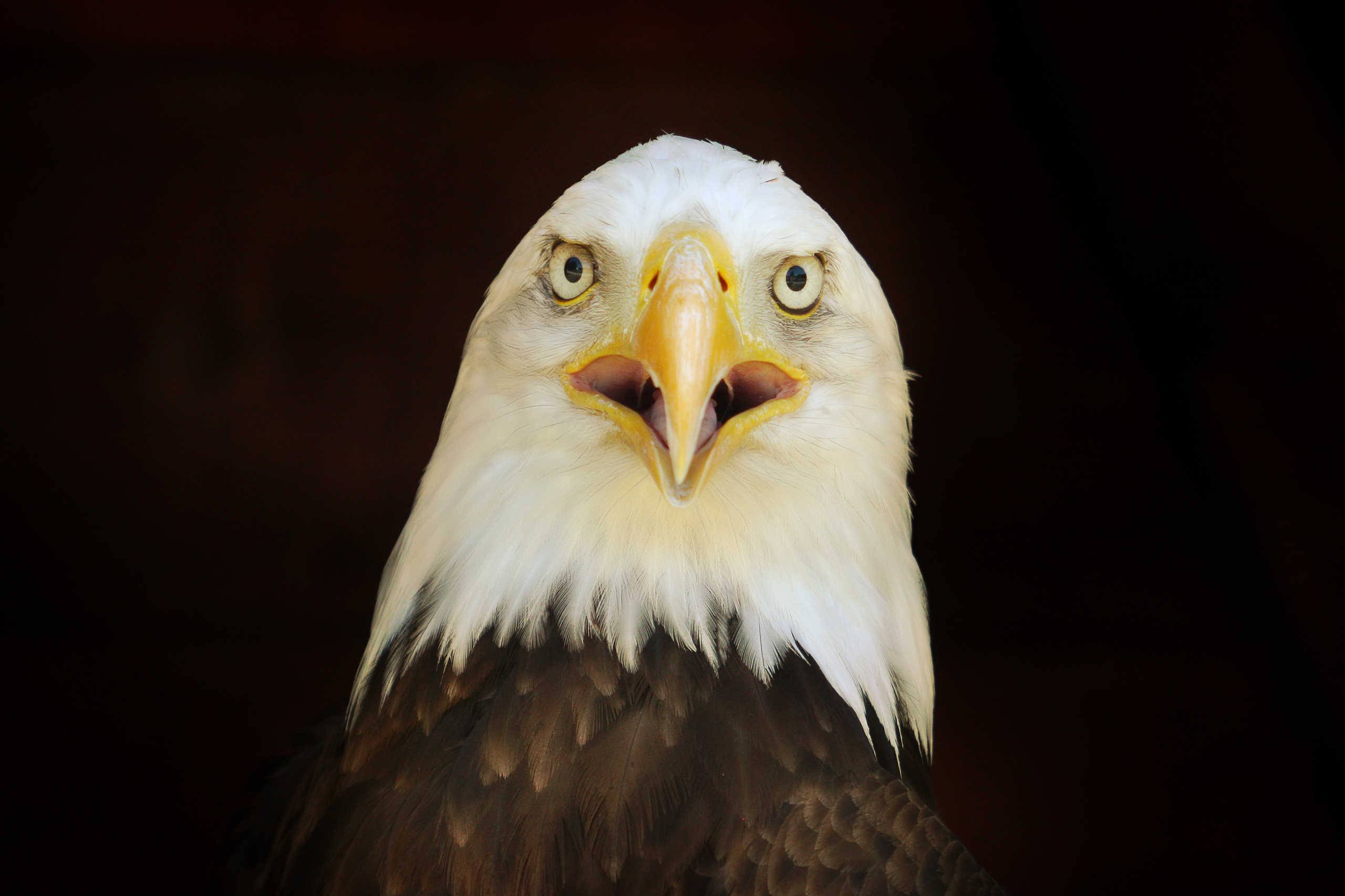 Pygargue à Tête Blanche