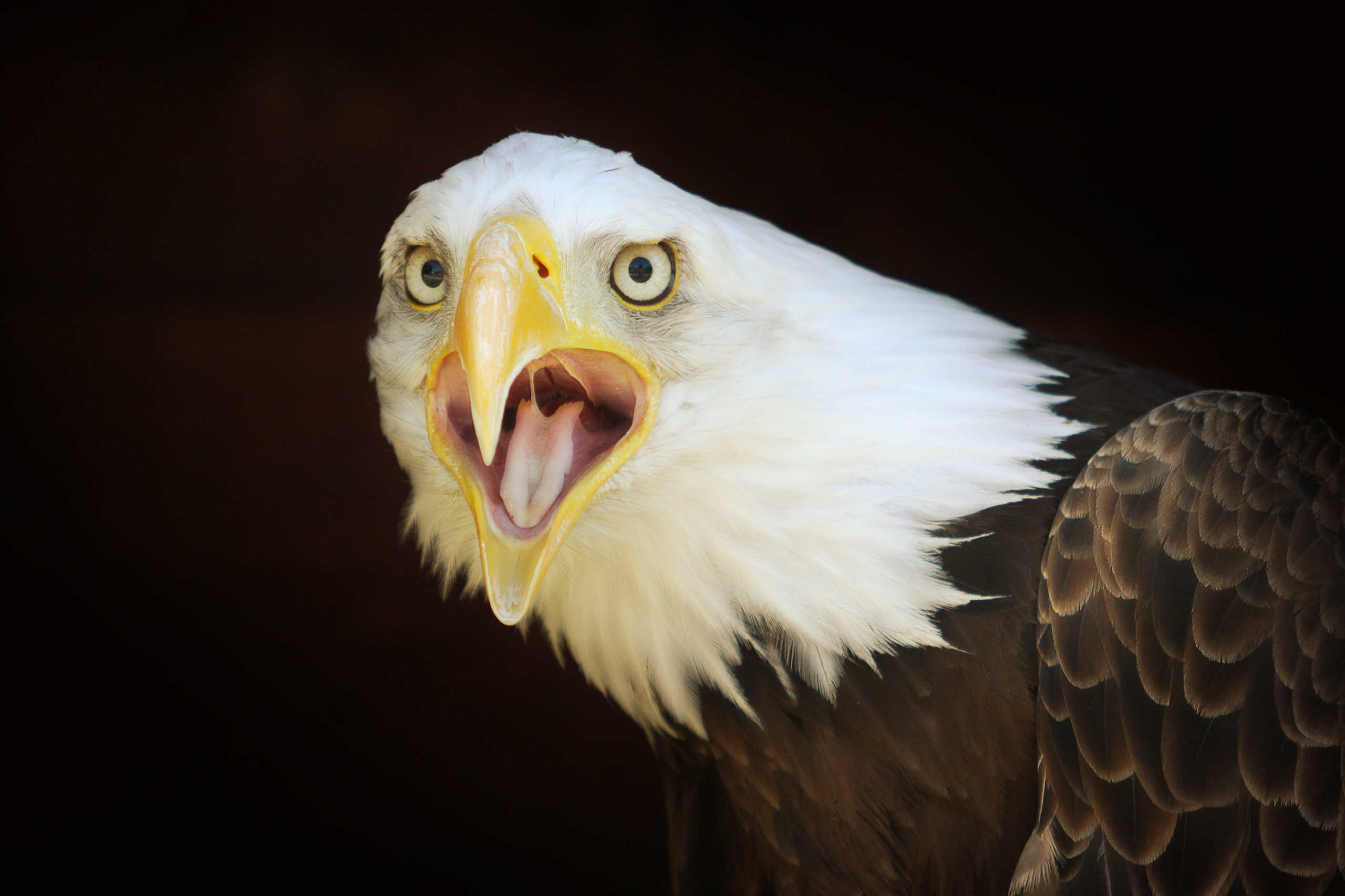 Pygargue à Tête Blanche