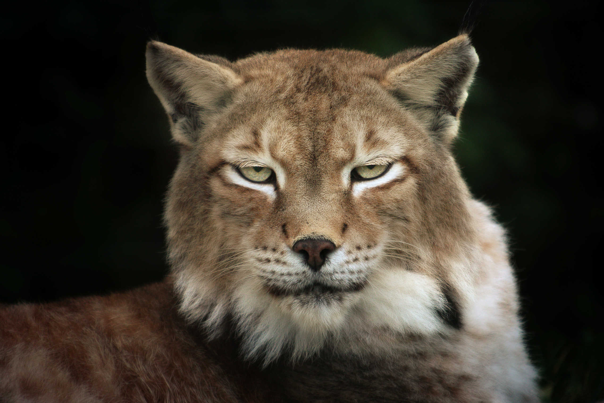 Lynx Boréal