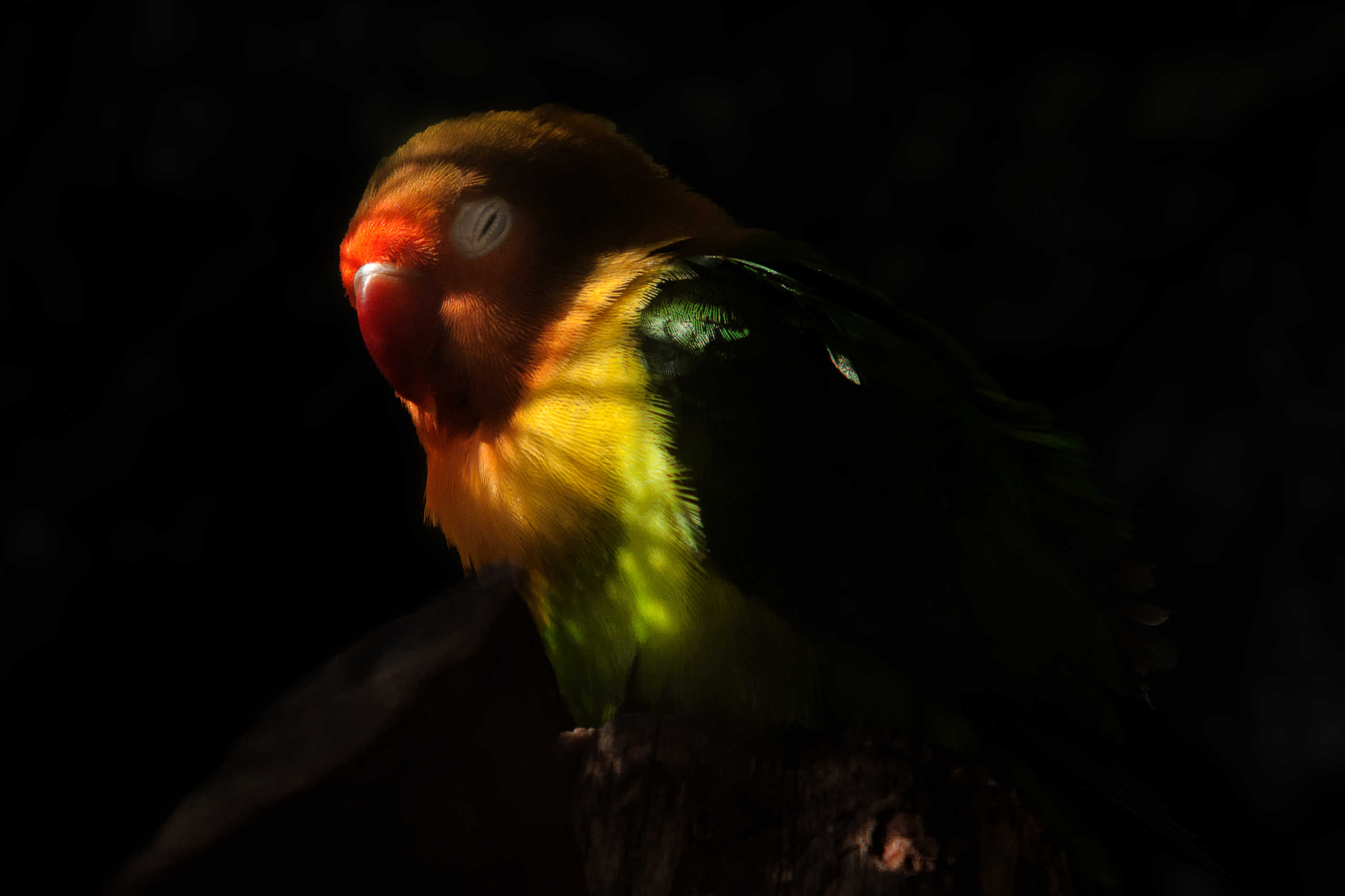 Inséparable Solitaire