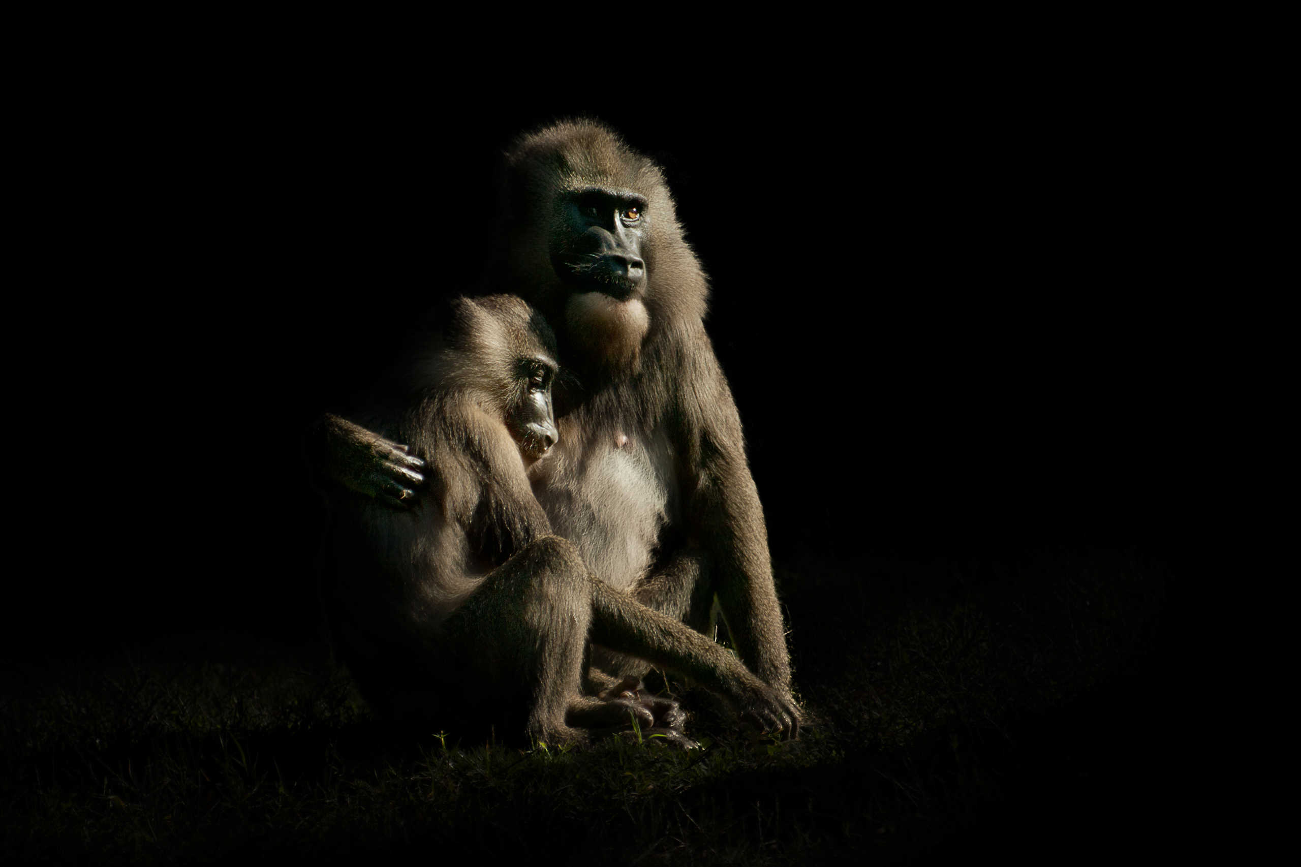 Maman Drill et son Petit