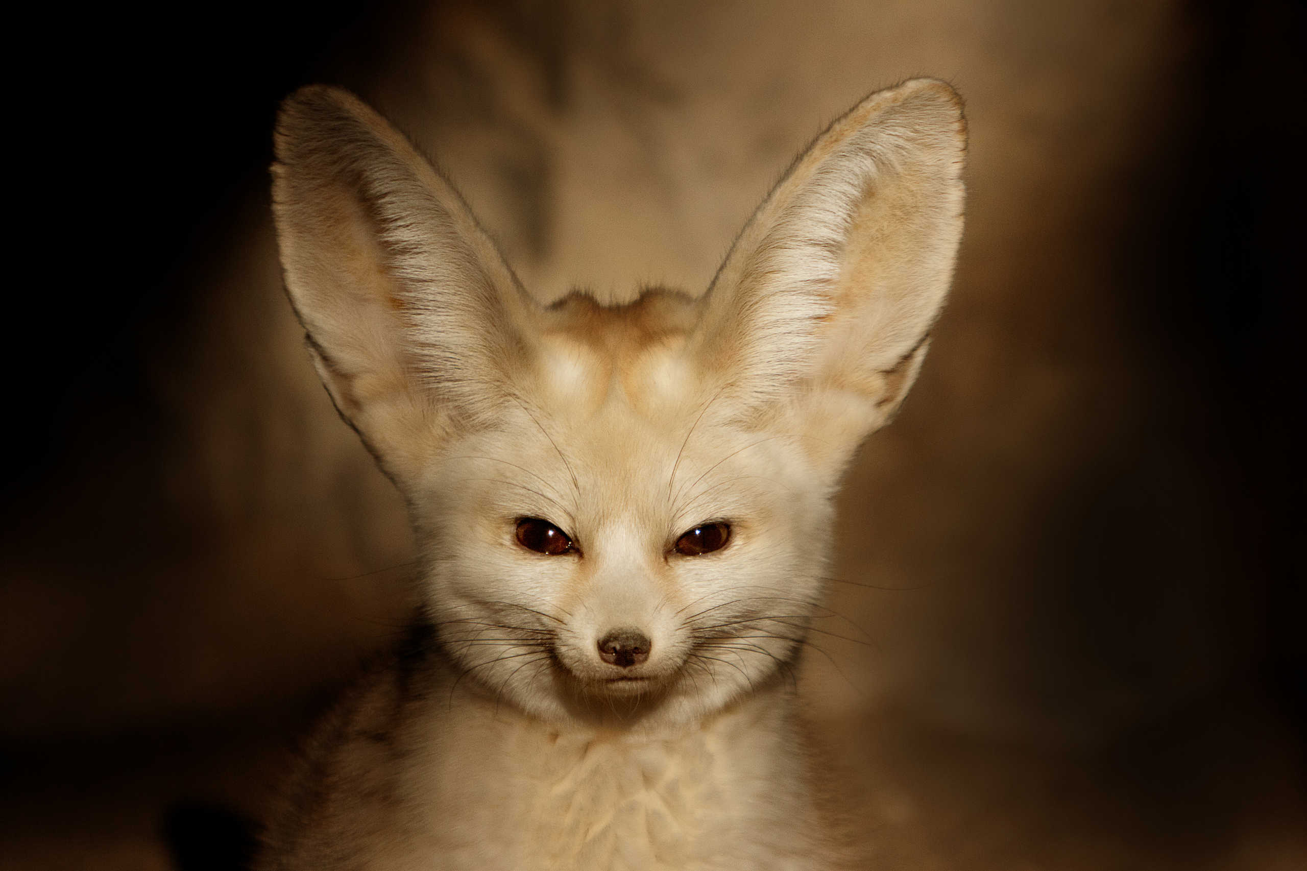 Fennec