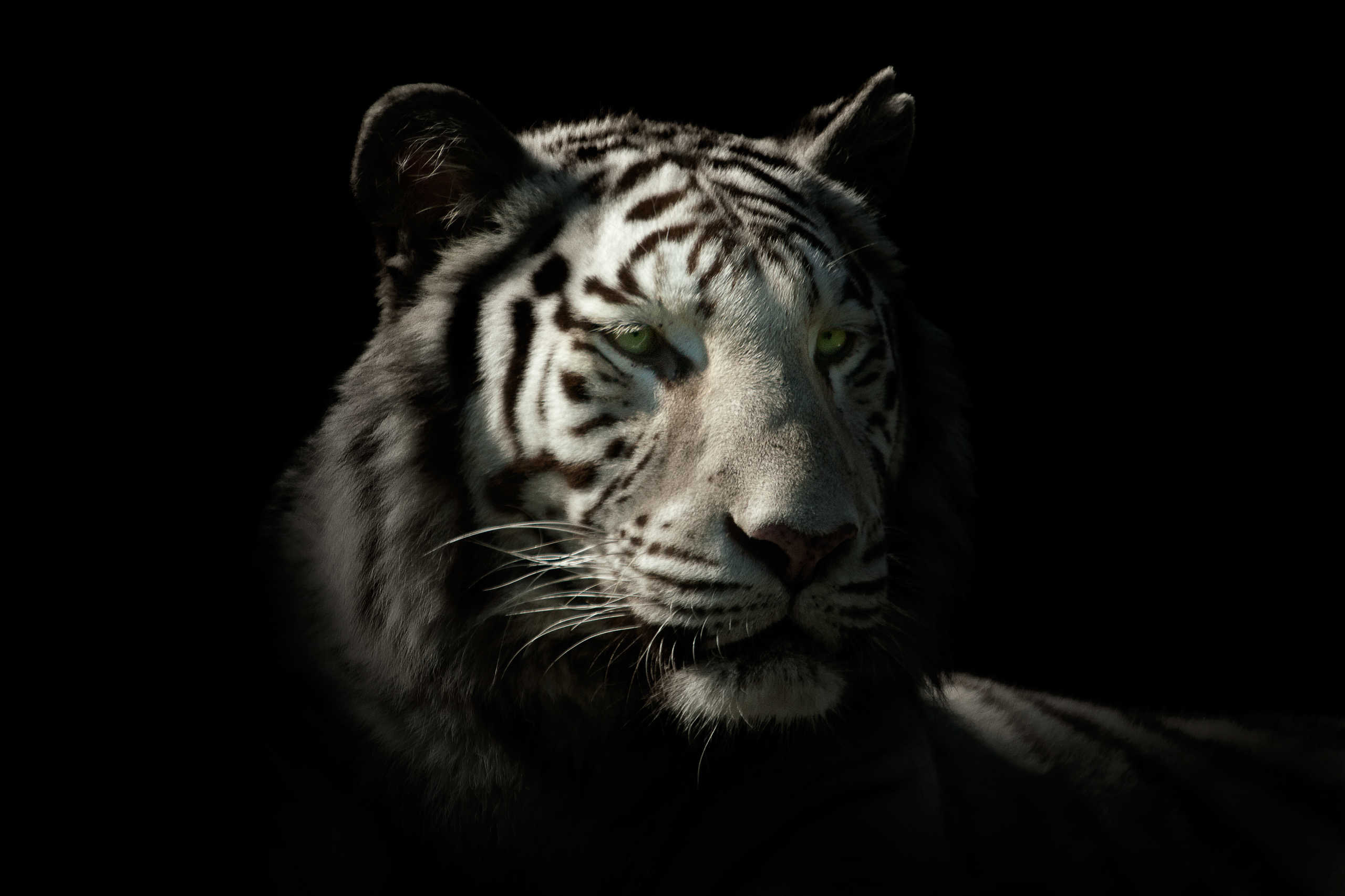 Tigre Blanc