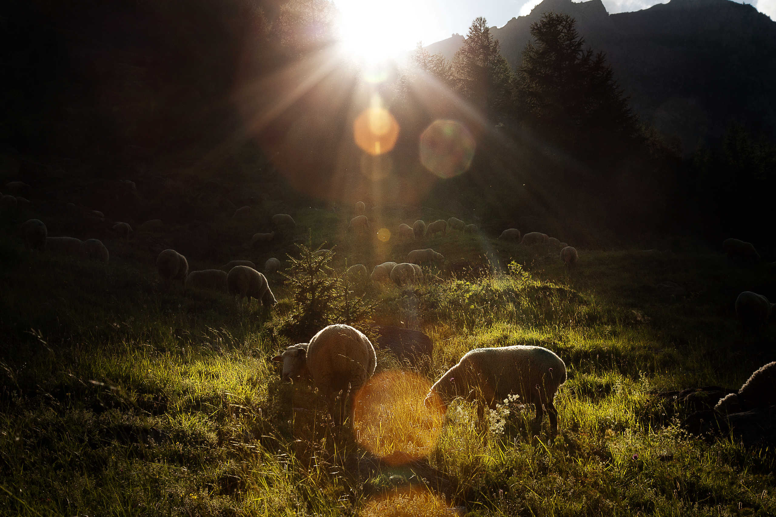 Moutons des Chapieux en Été