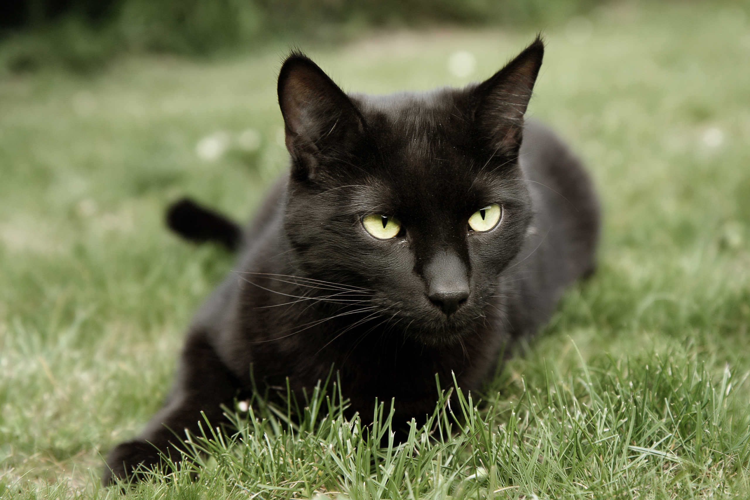 Sirius le Chat Noir 3