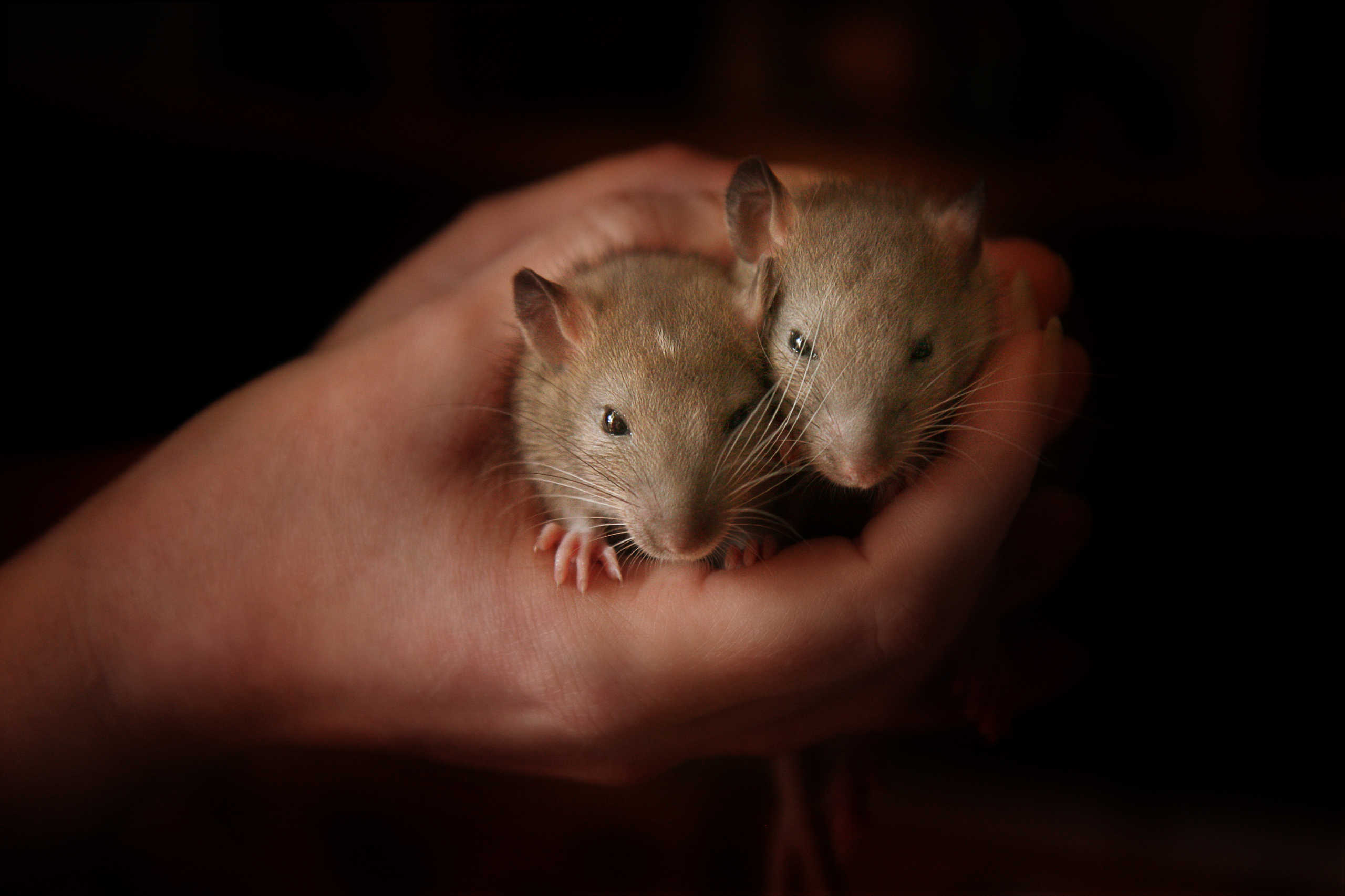 Splif et Sglums les Ratons 2