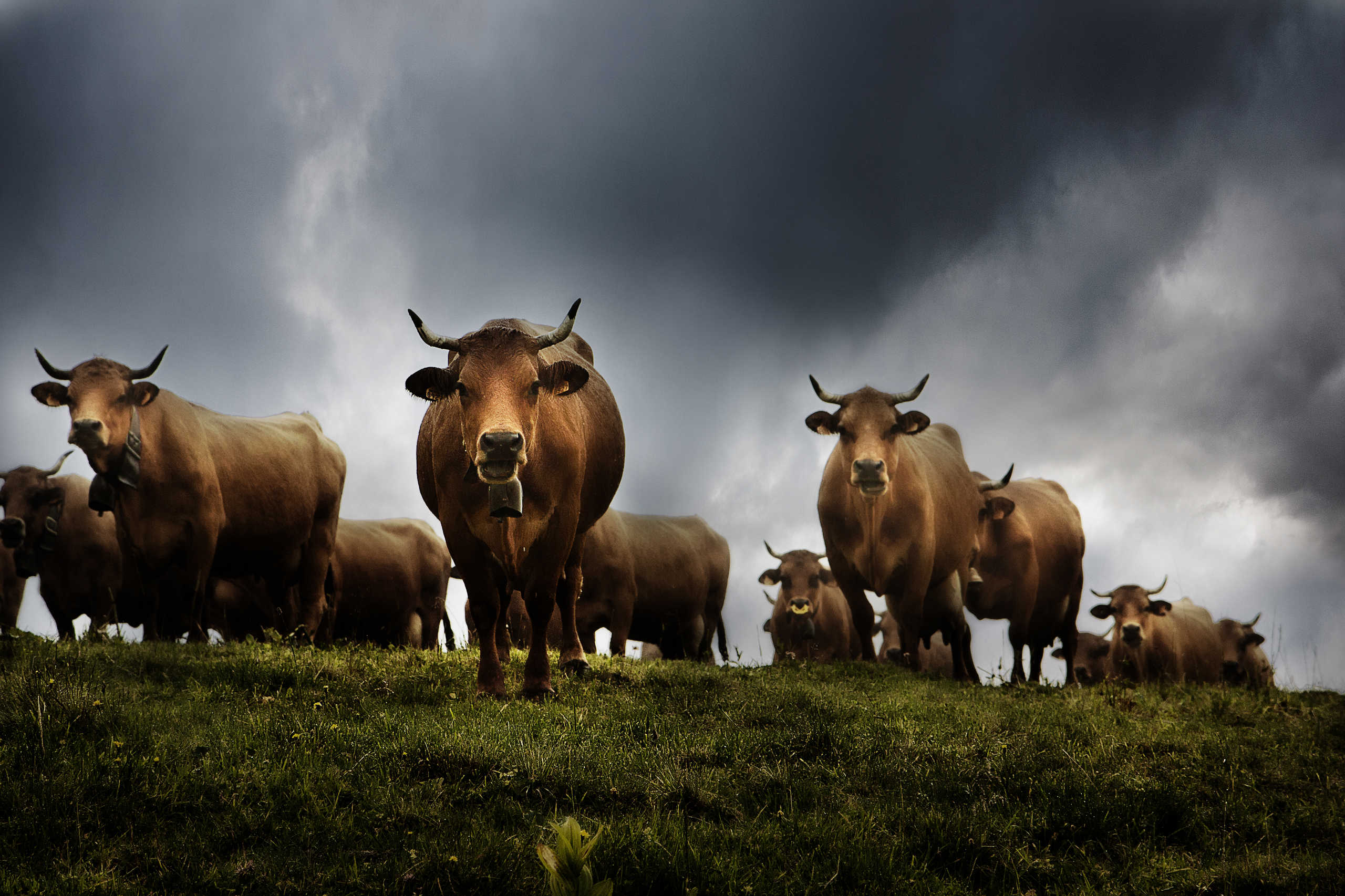 Tarines de Plan Mya 0625