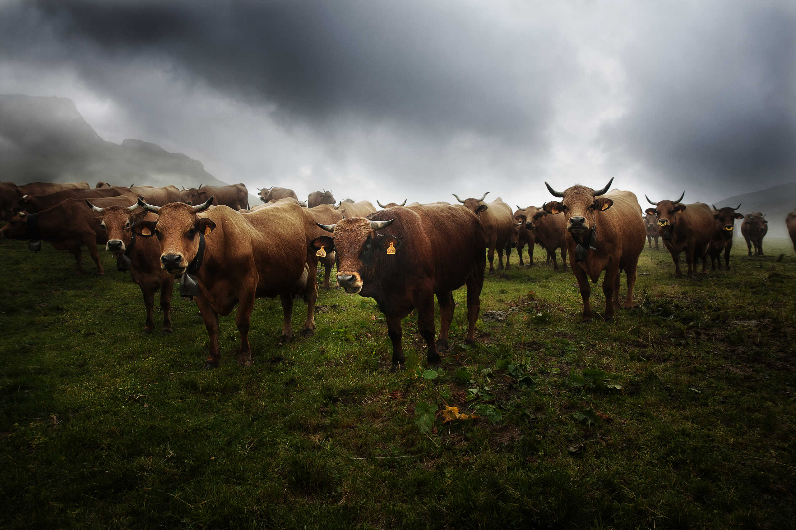 Tarines de Plan Mya 0625