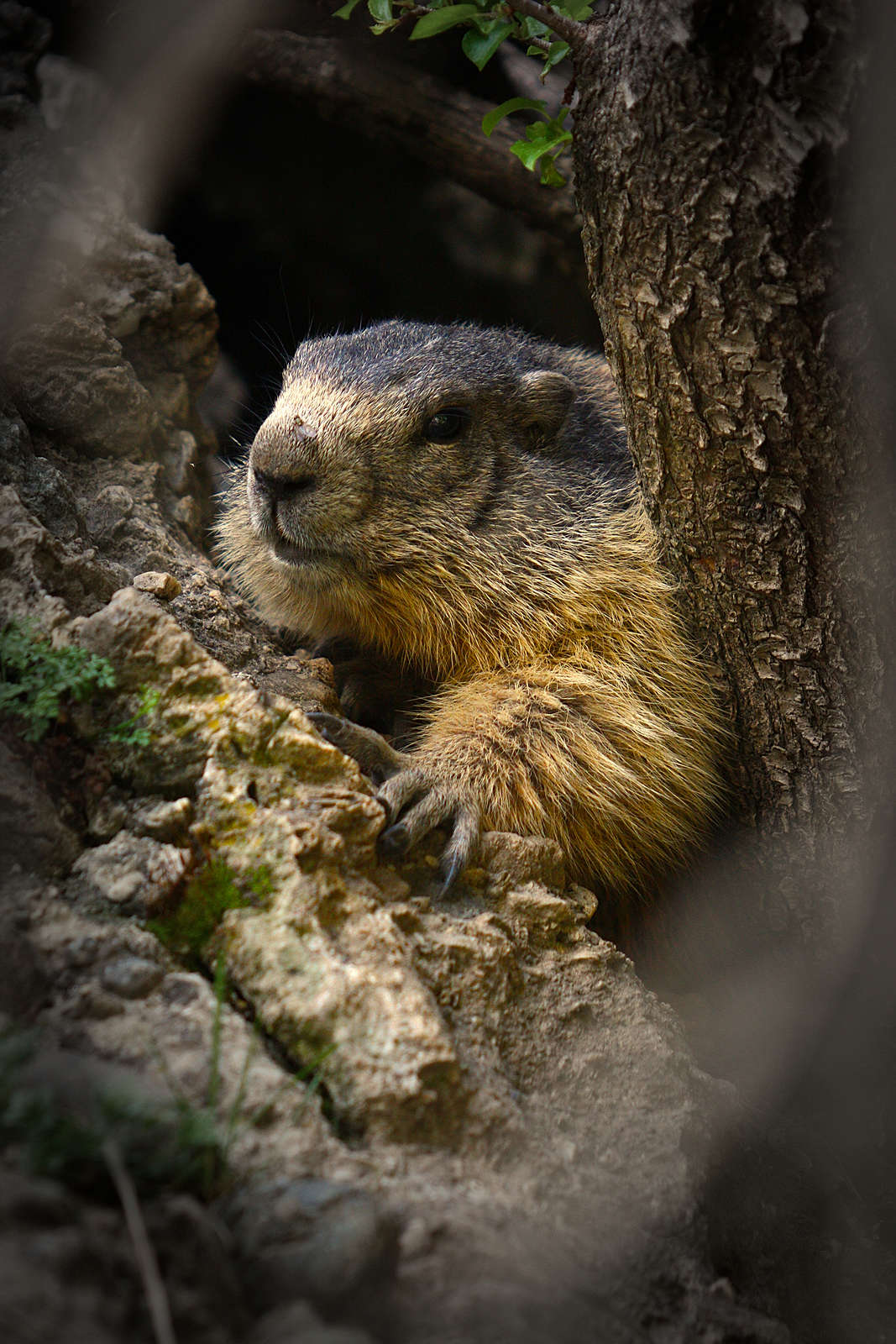 Marmotte méfiante dans son rocher