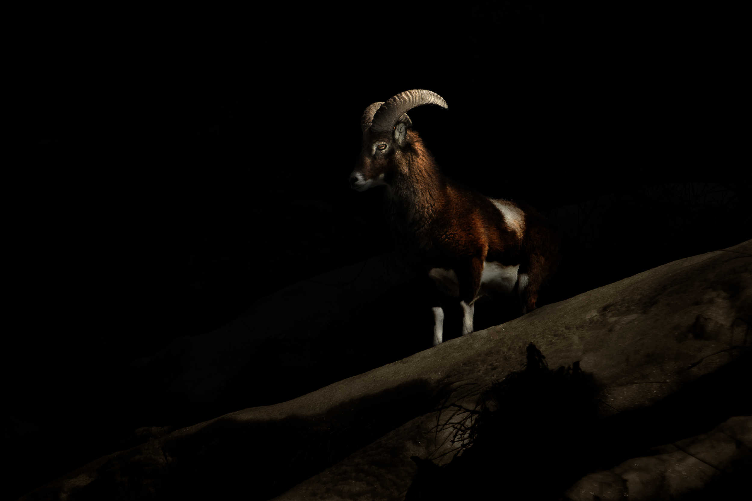 Mouflon dans la vallée de Peisey-Nancroix