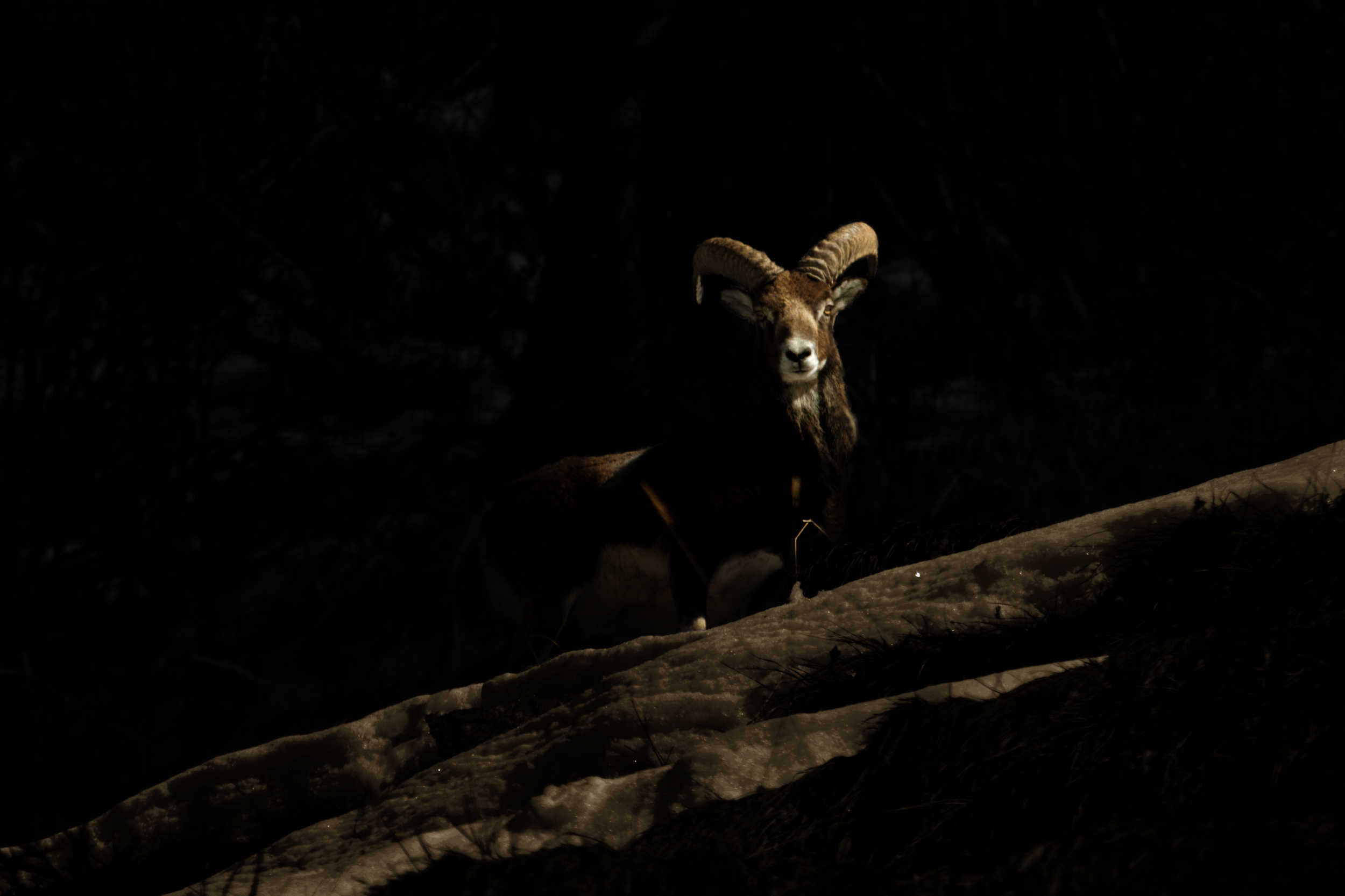 Mouflon dans la vallée de Peisey-Nancroix