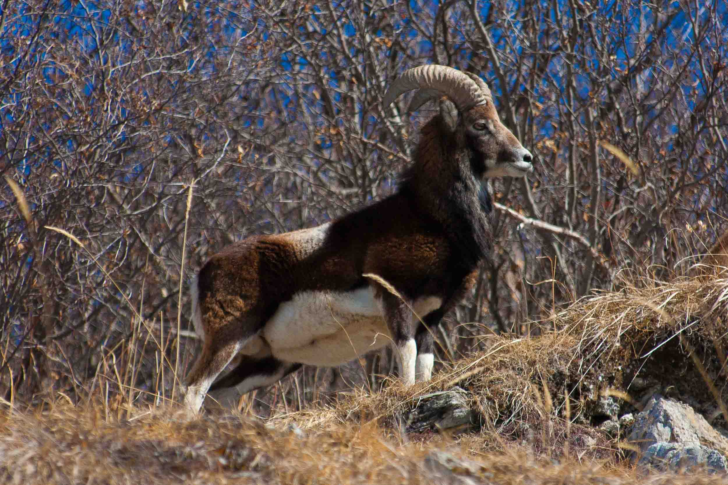 Mouflon