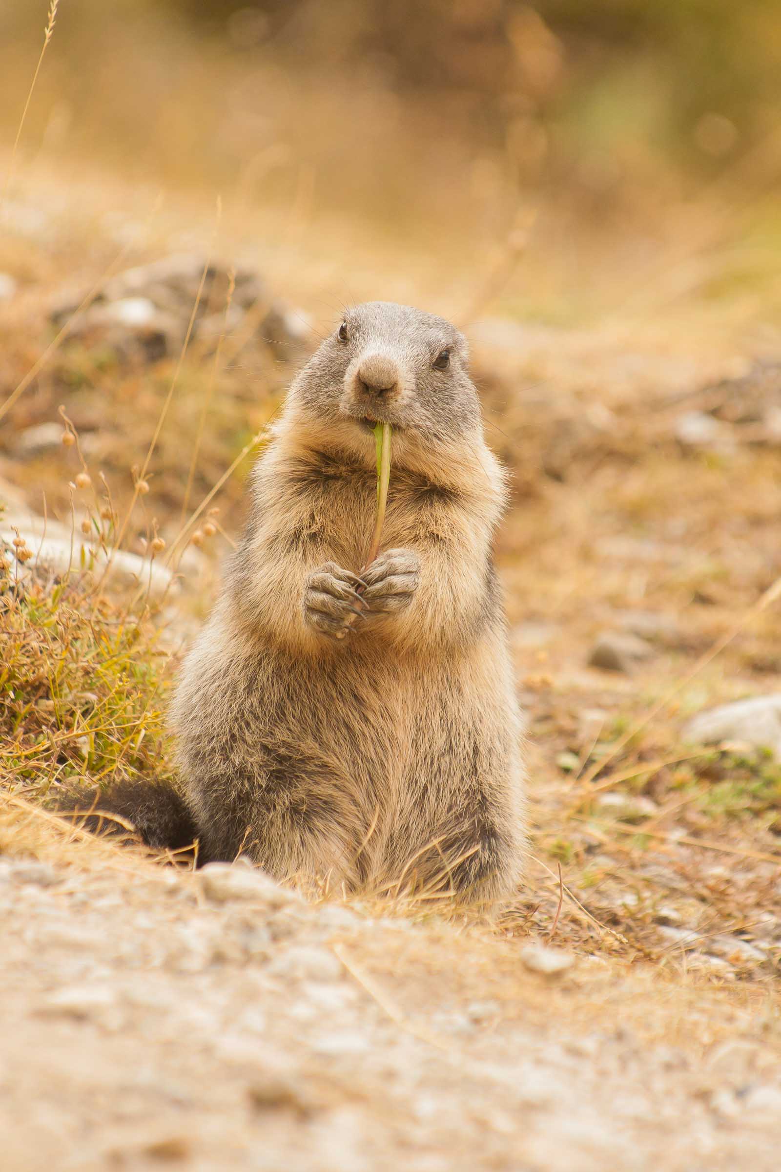Marmotton