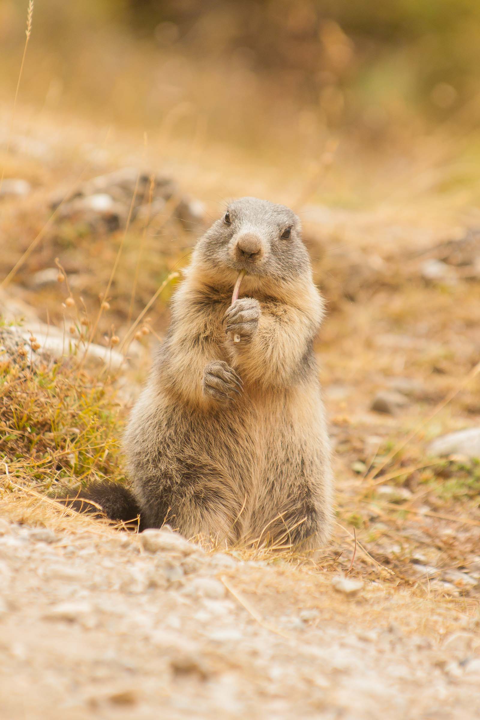 Marmotton