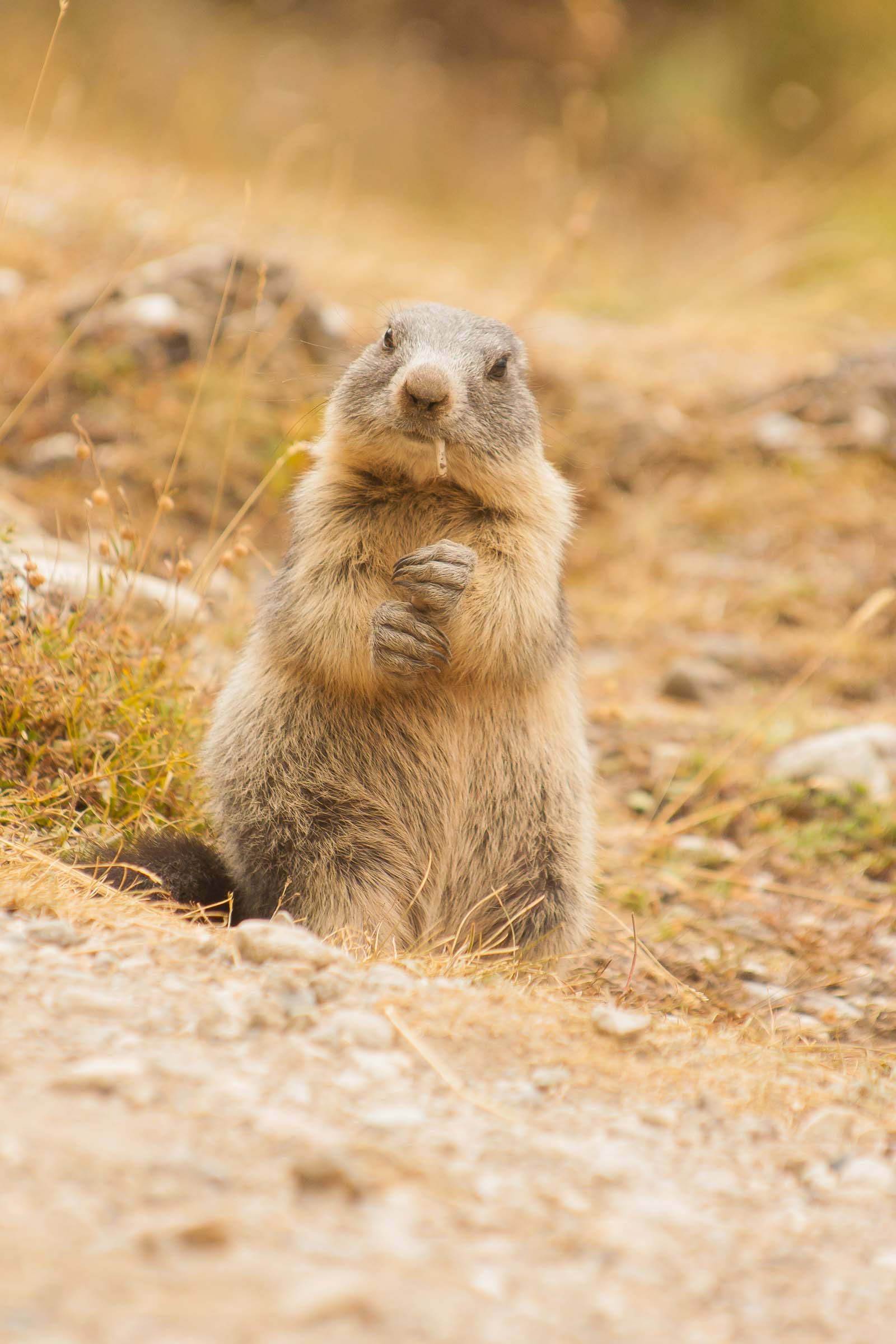 Marmotton