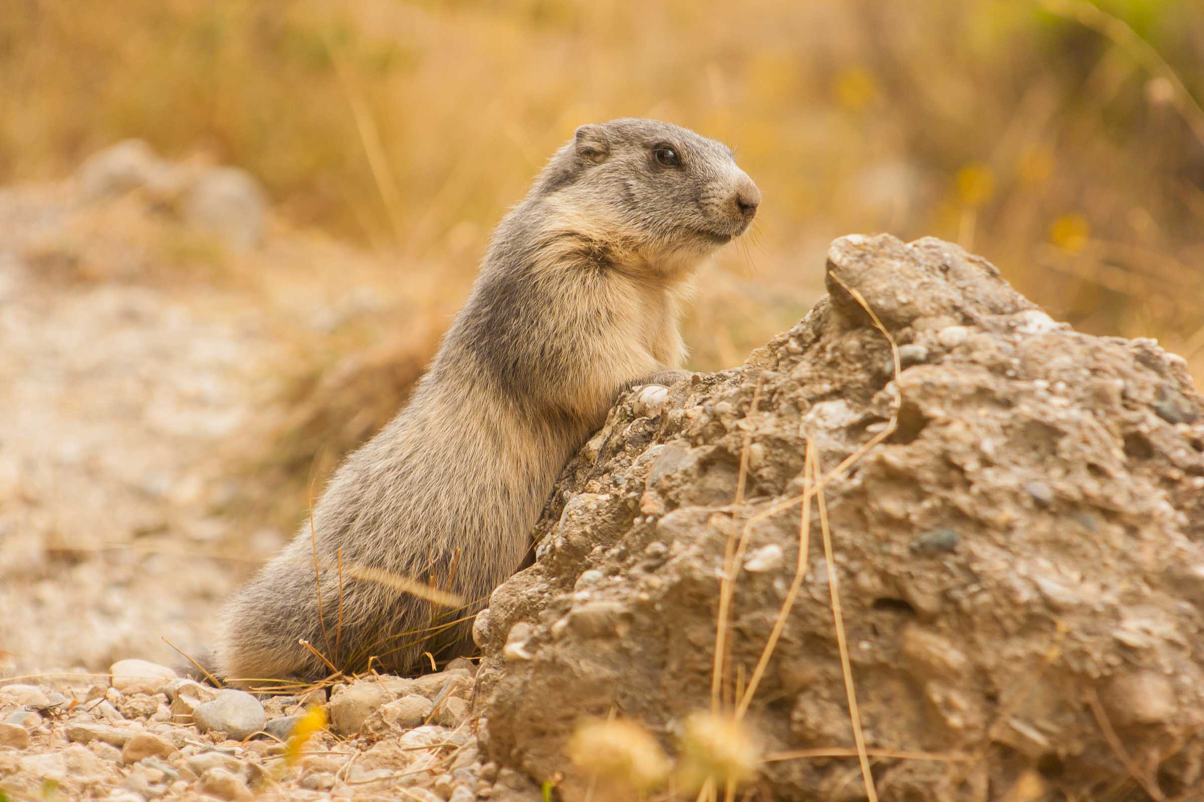 Marmotton