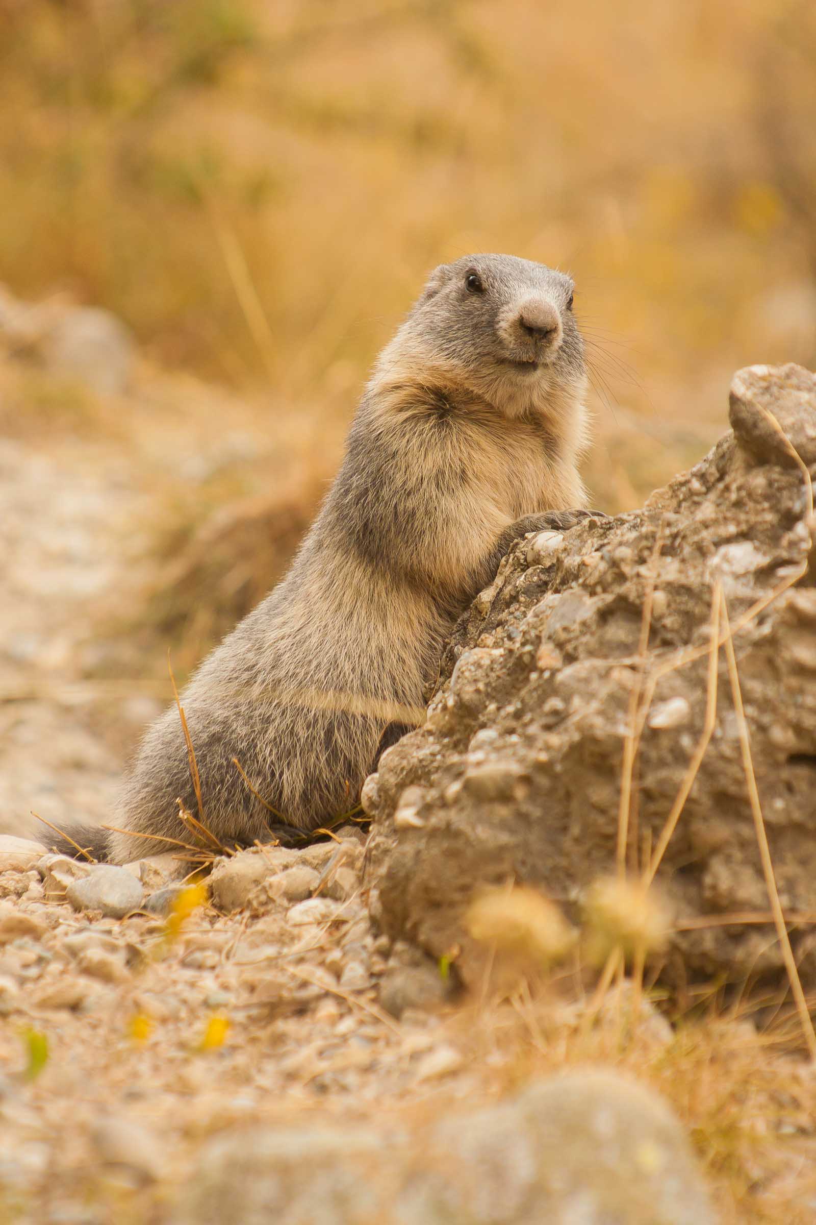 Marmotton