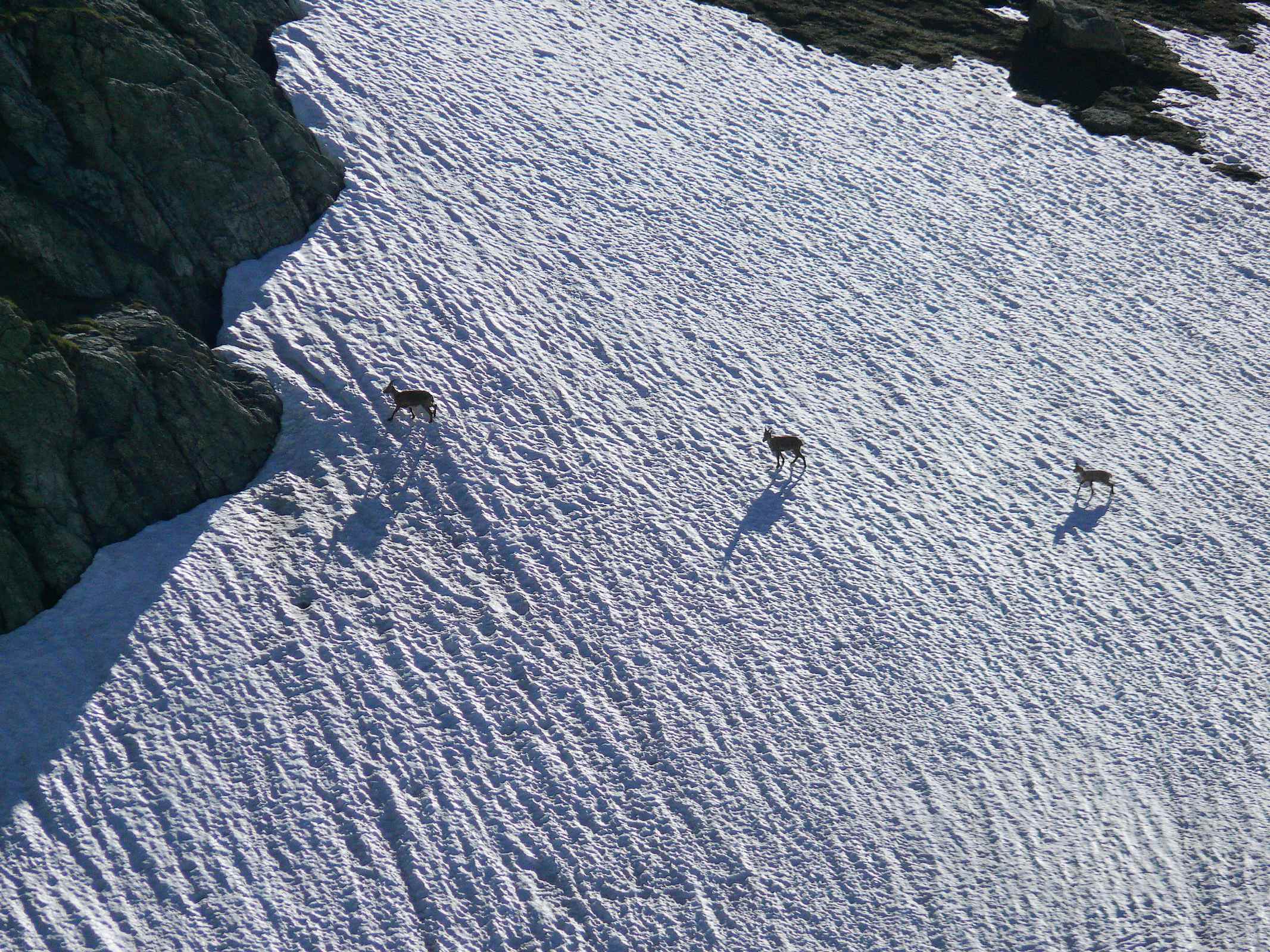 3 bouquetins alignés sur un névé