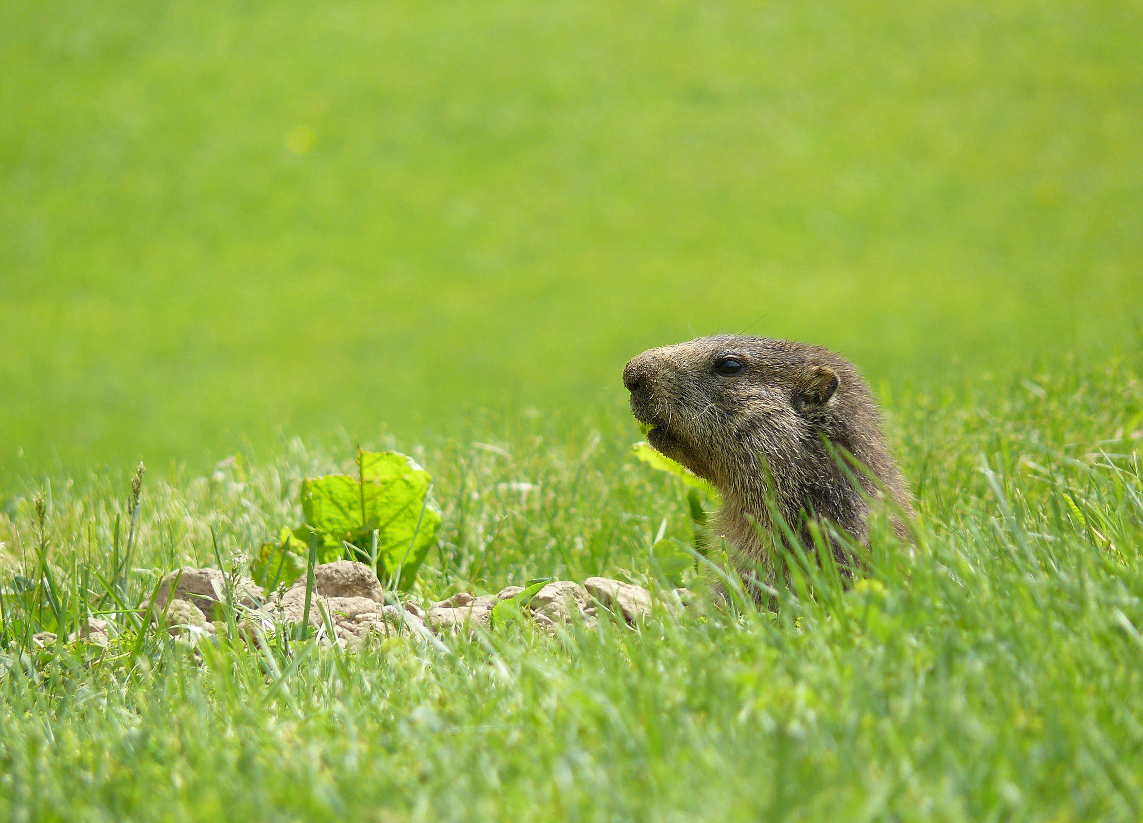 Marmotton de Tignes sortant la tête de son terrier