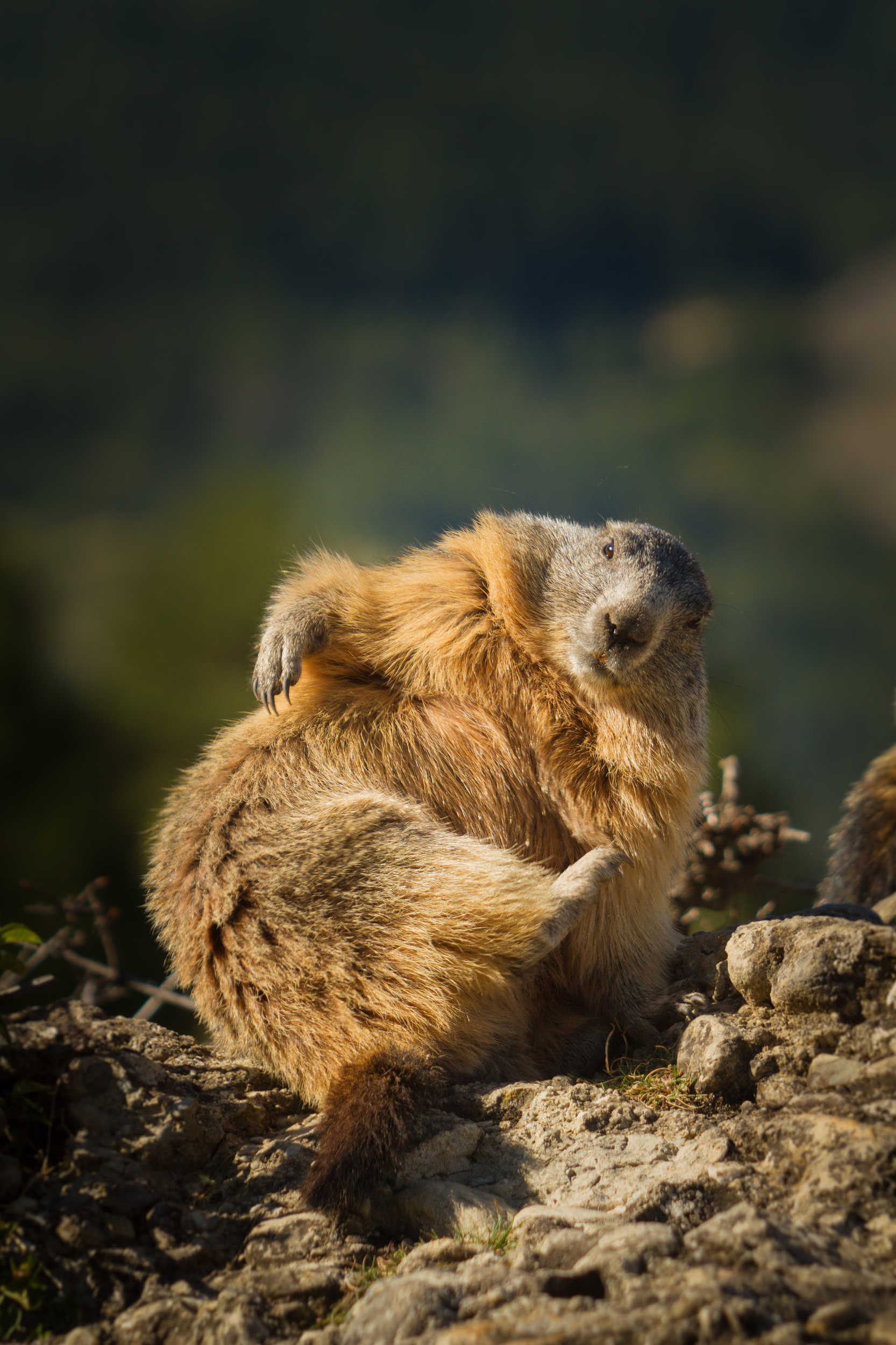 Marmotte