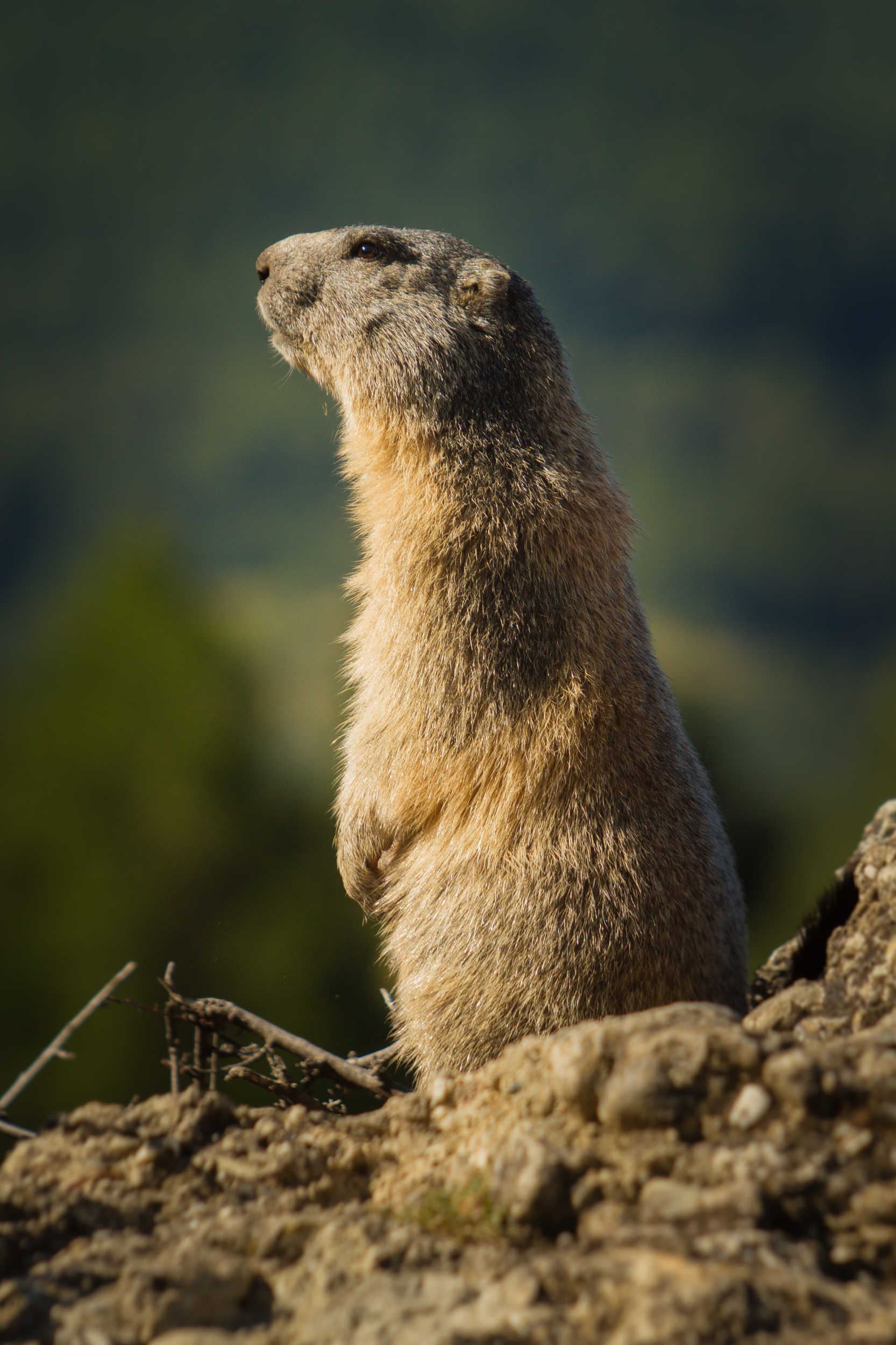 Marmotte