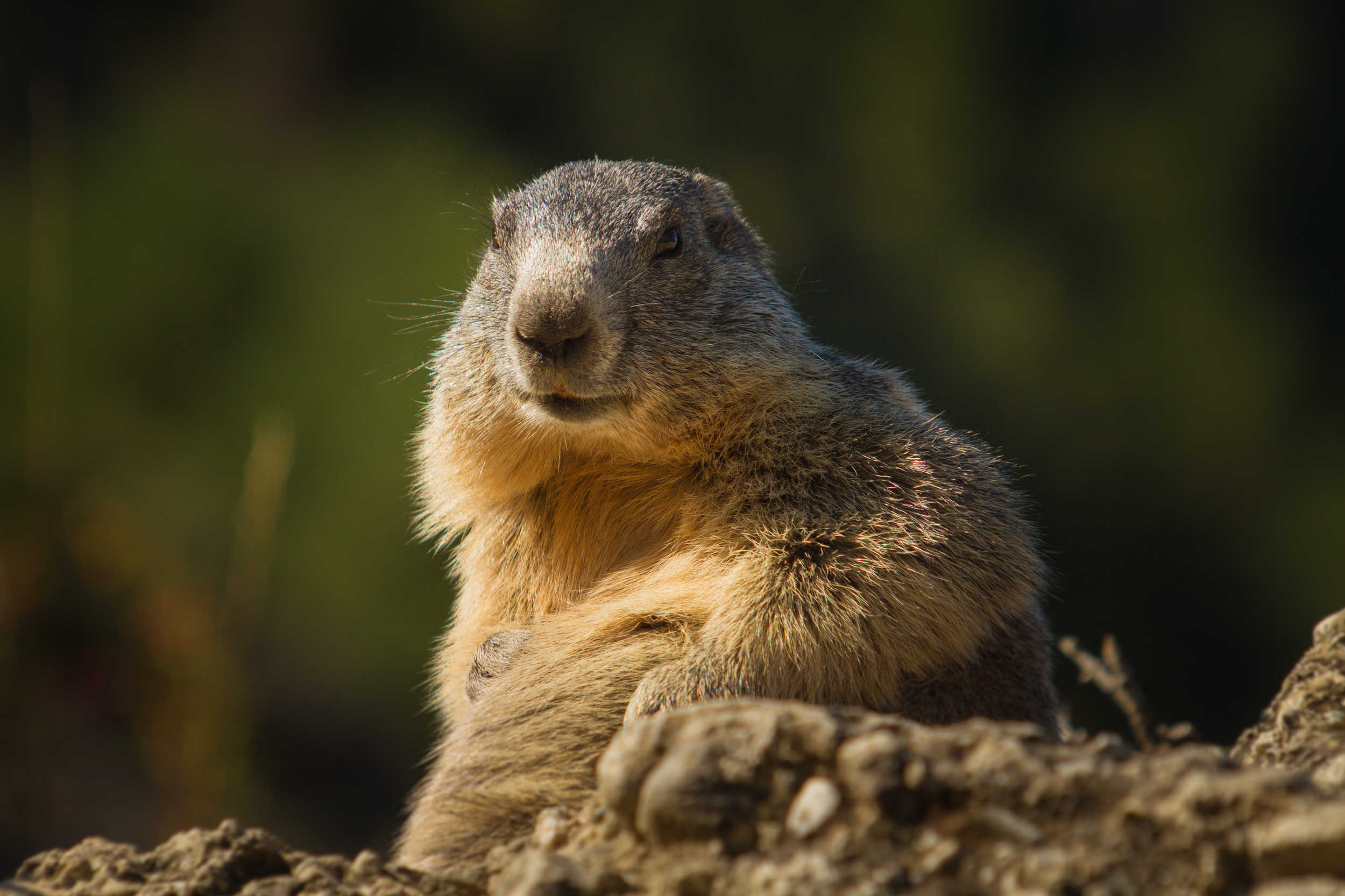Marmotte