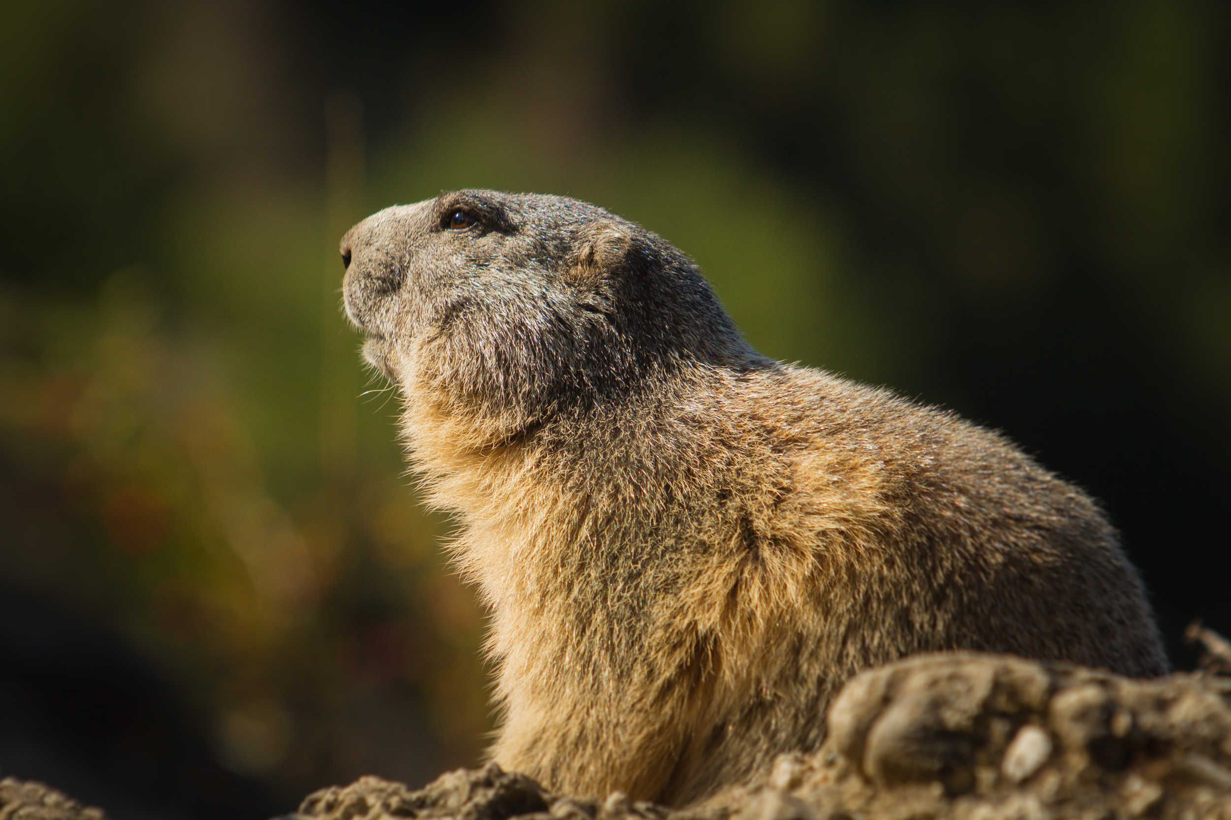Marmotte