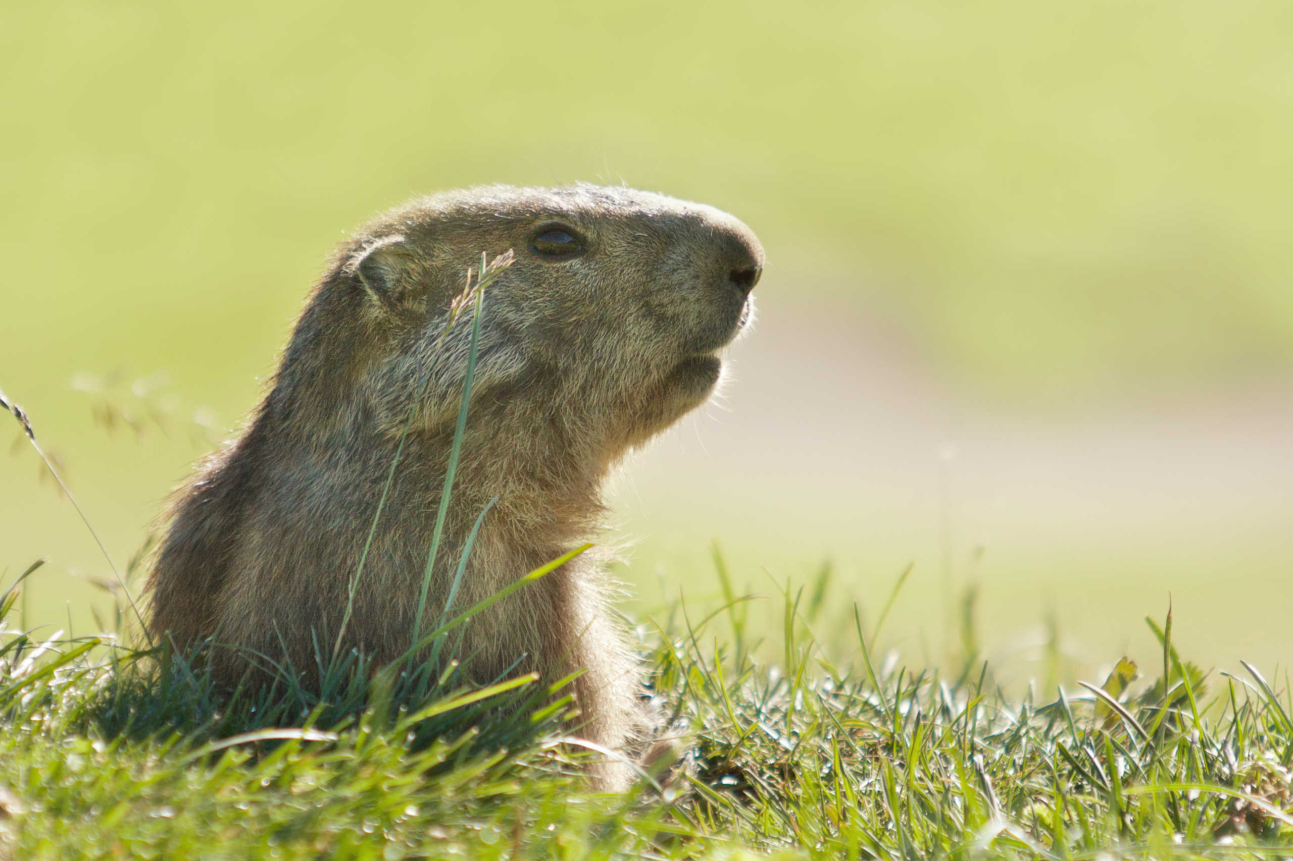 Améline la Marmotte