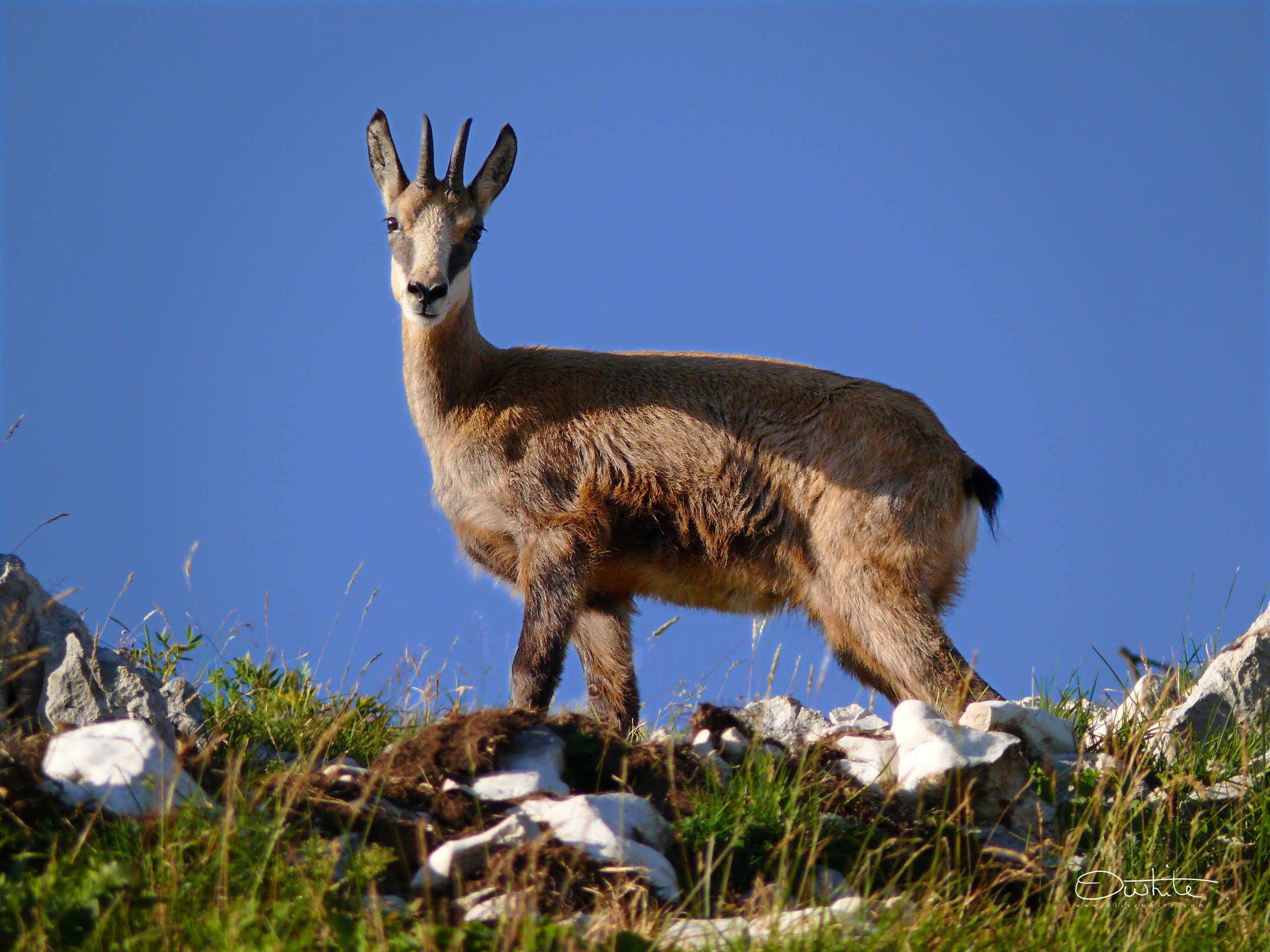 Chamois du Charmant Som