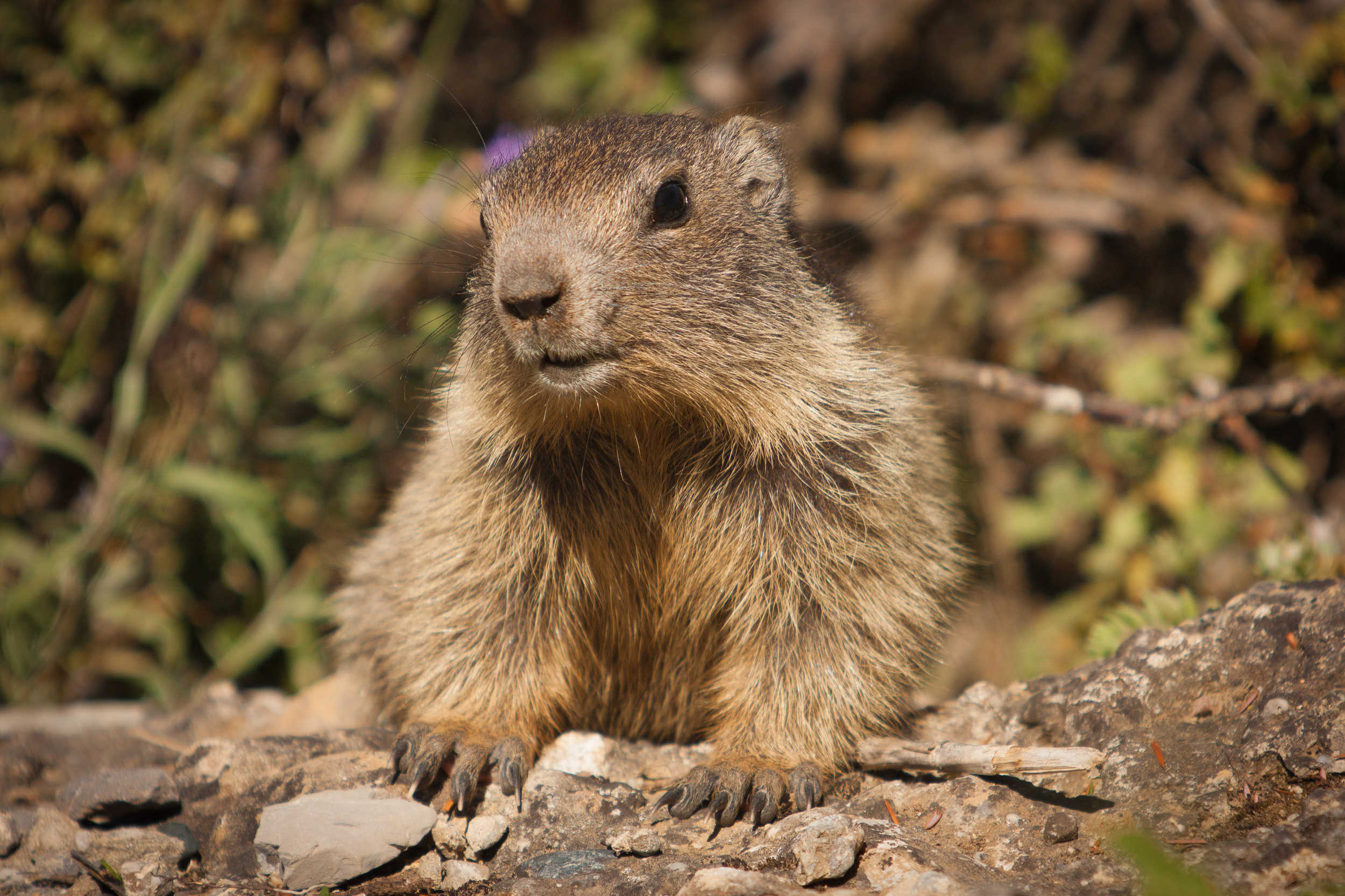 Marmotton