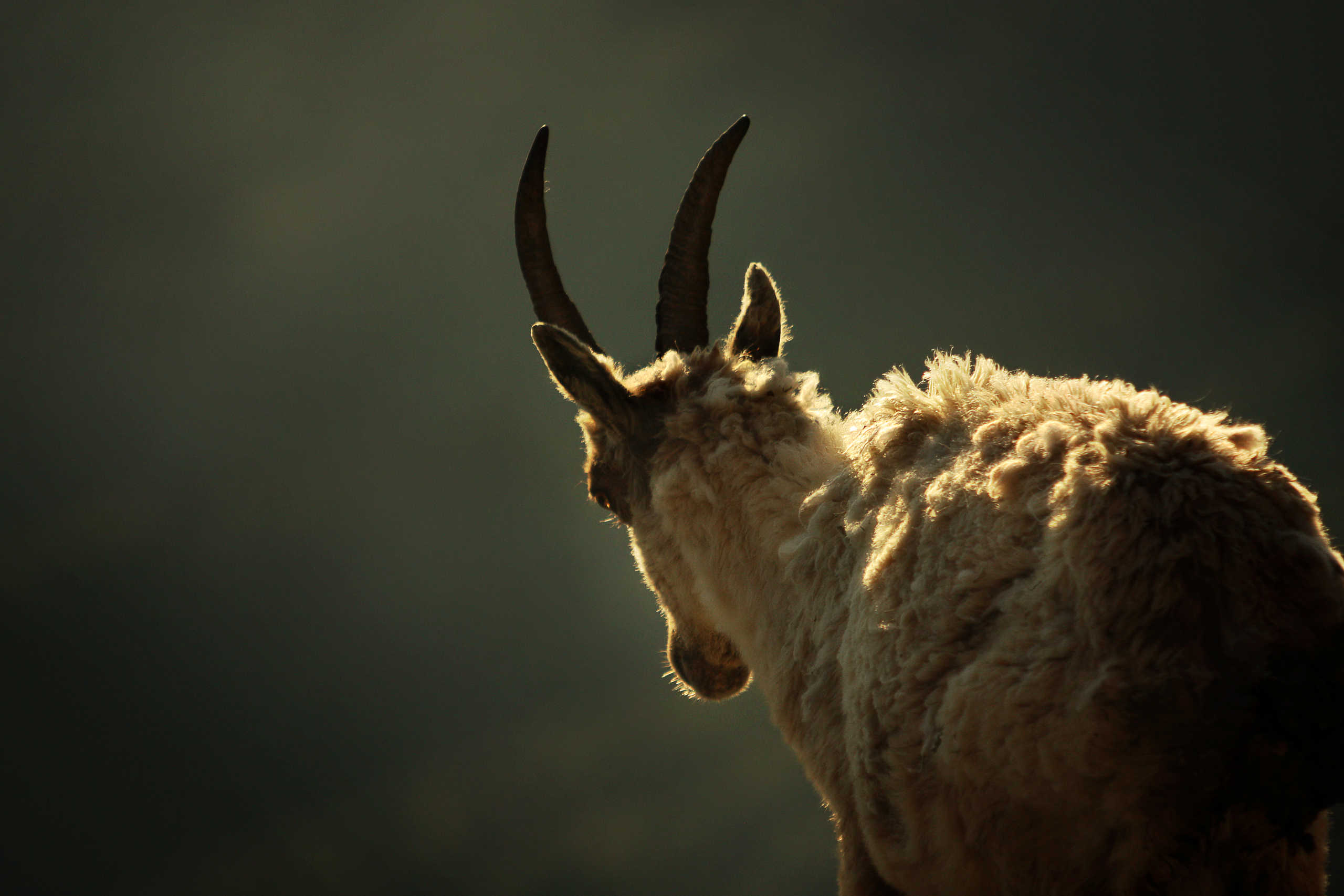 Etagne (bouquetin femelle)