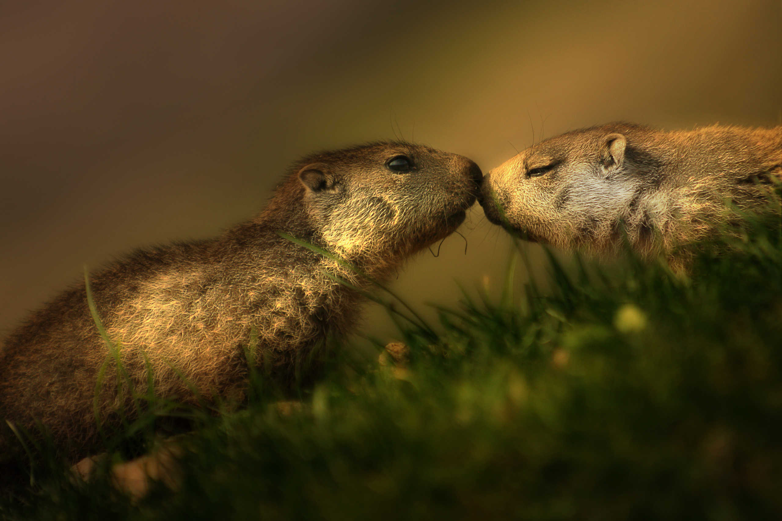 Marmottons des Alpes