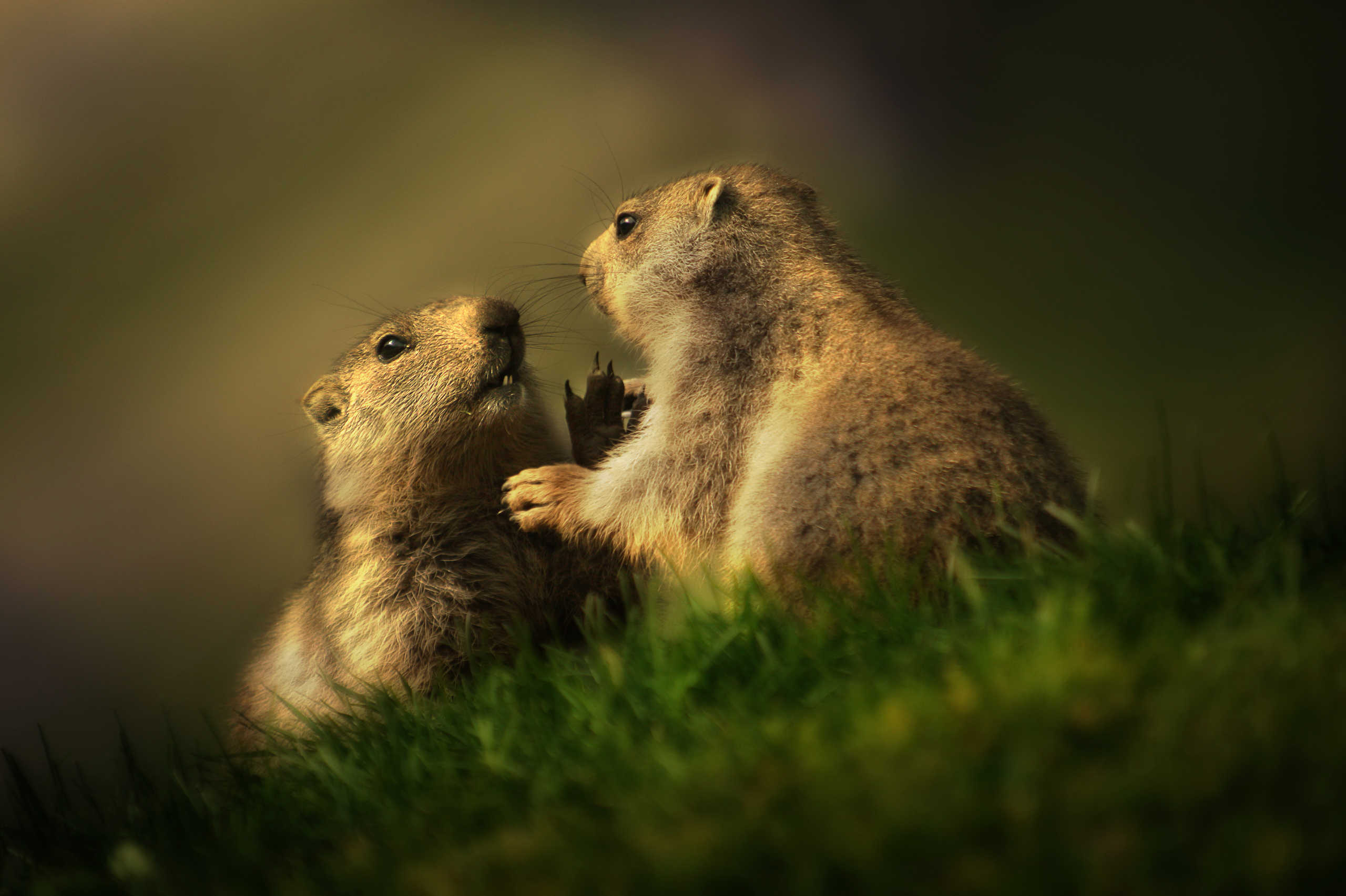 Marmottons des Alpes