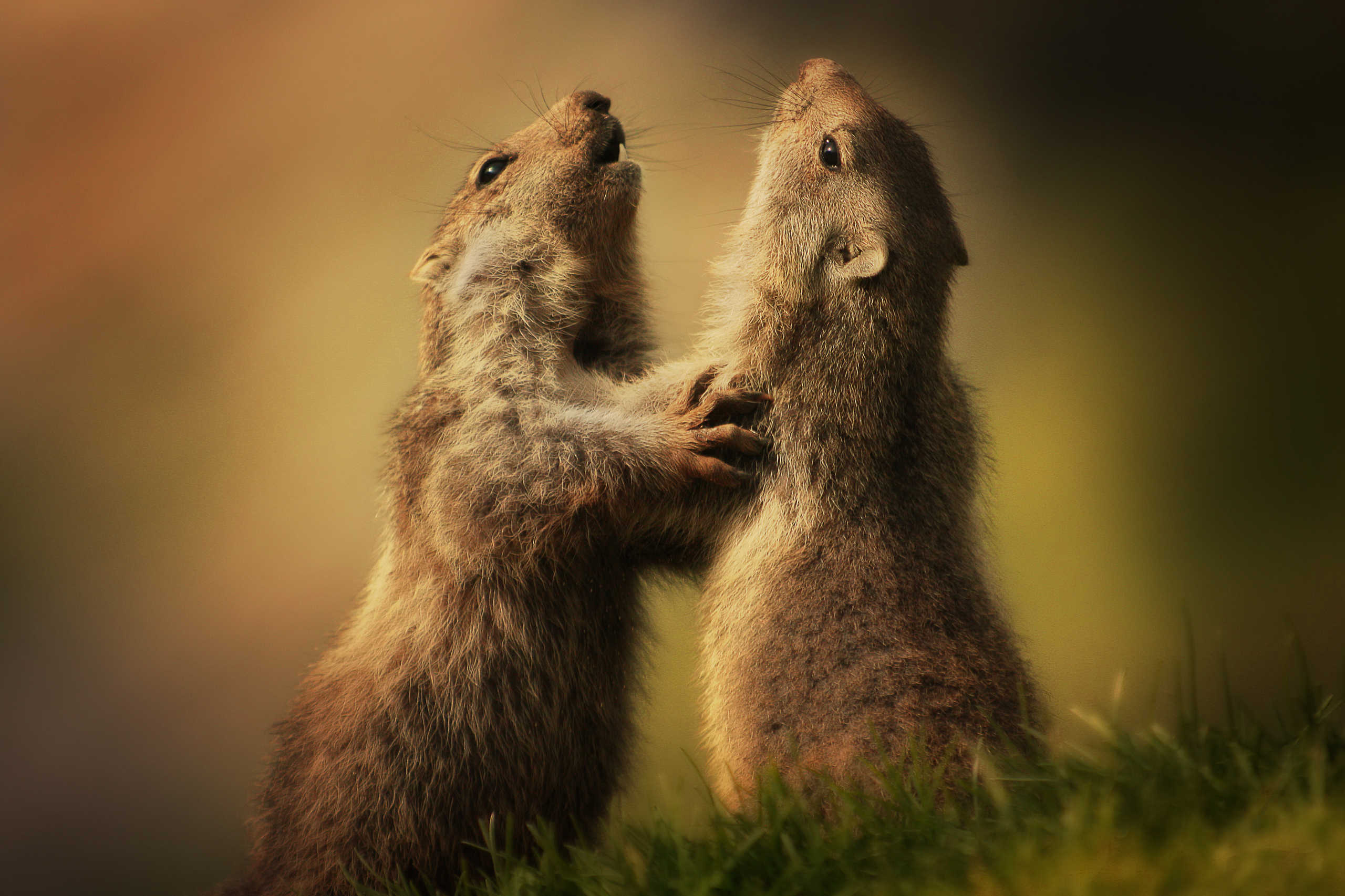 Mammifères sauvages