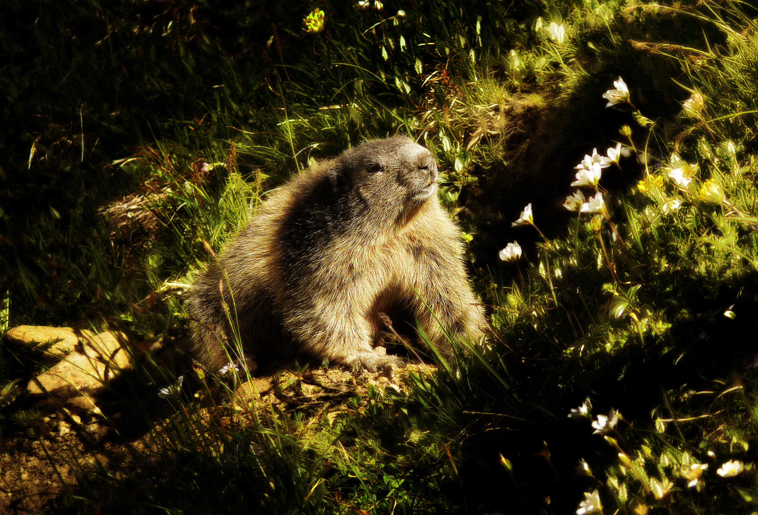 Marmotte des Alpes