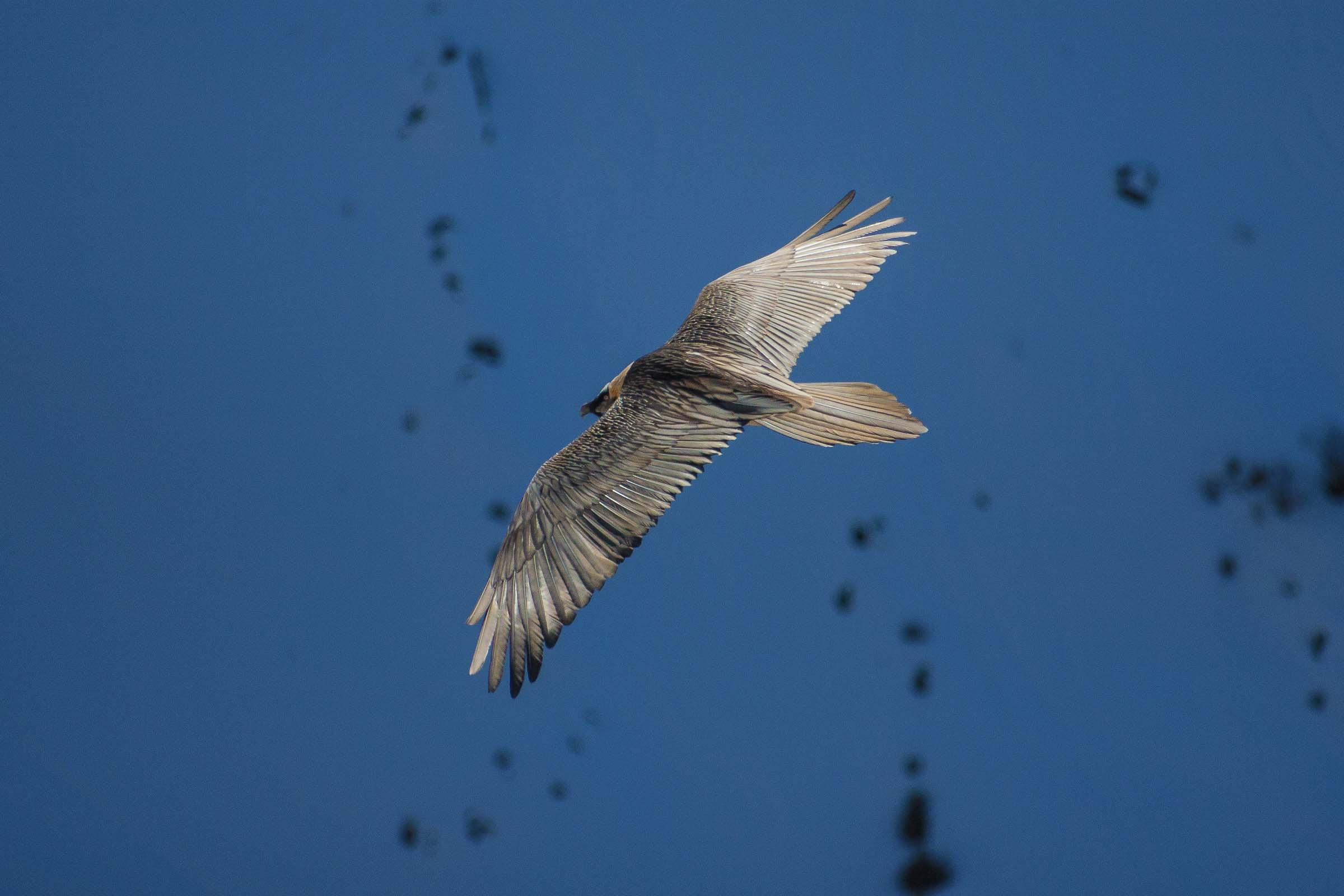 Gypaète barbu en vol