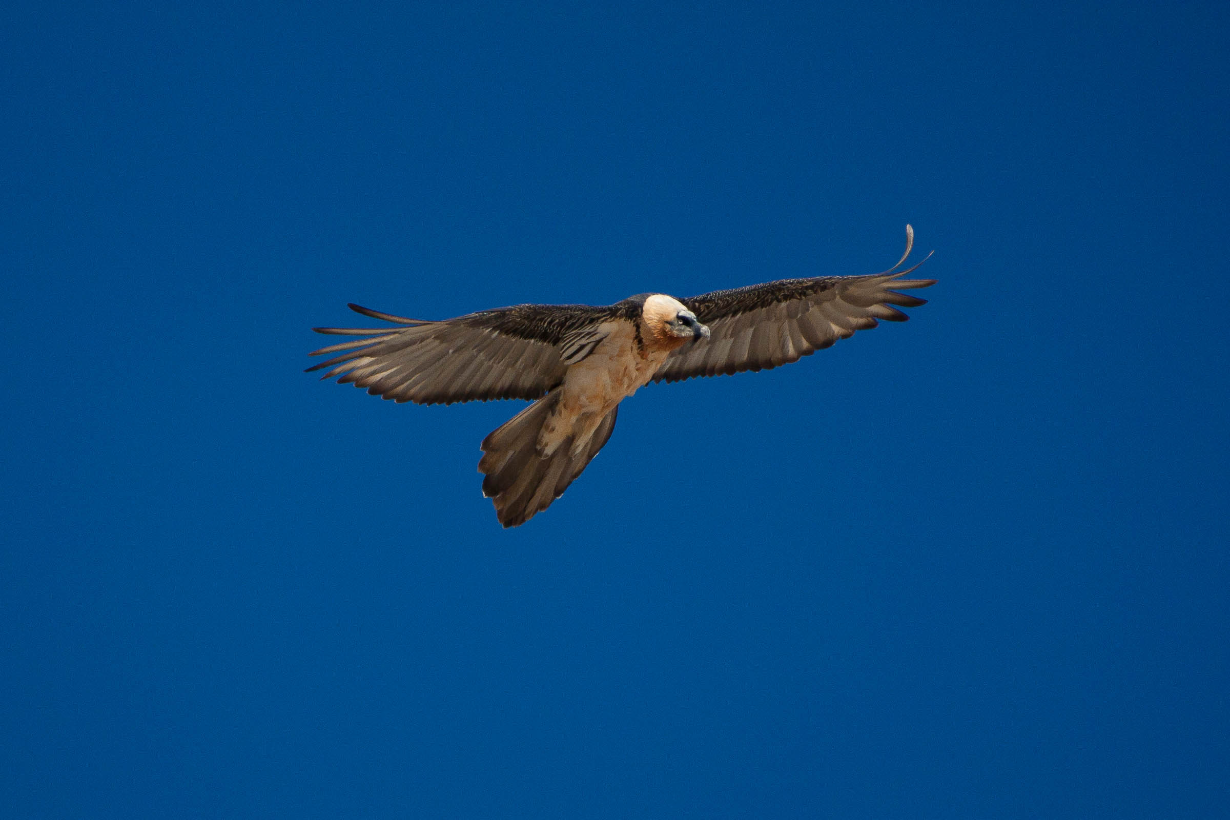 Gypaète barbu en vol